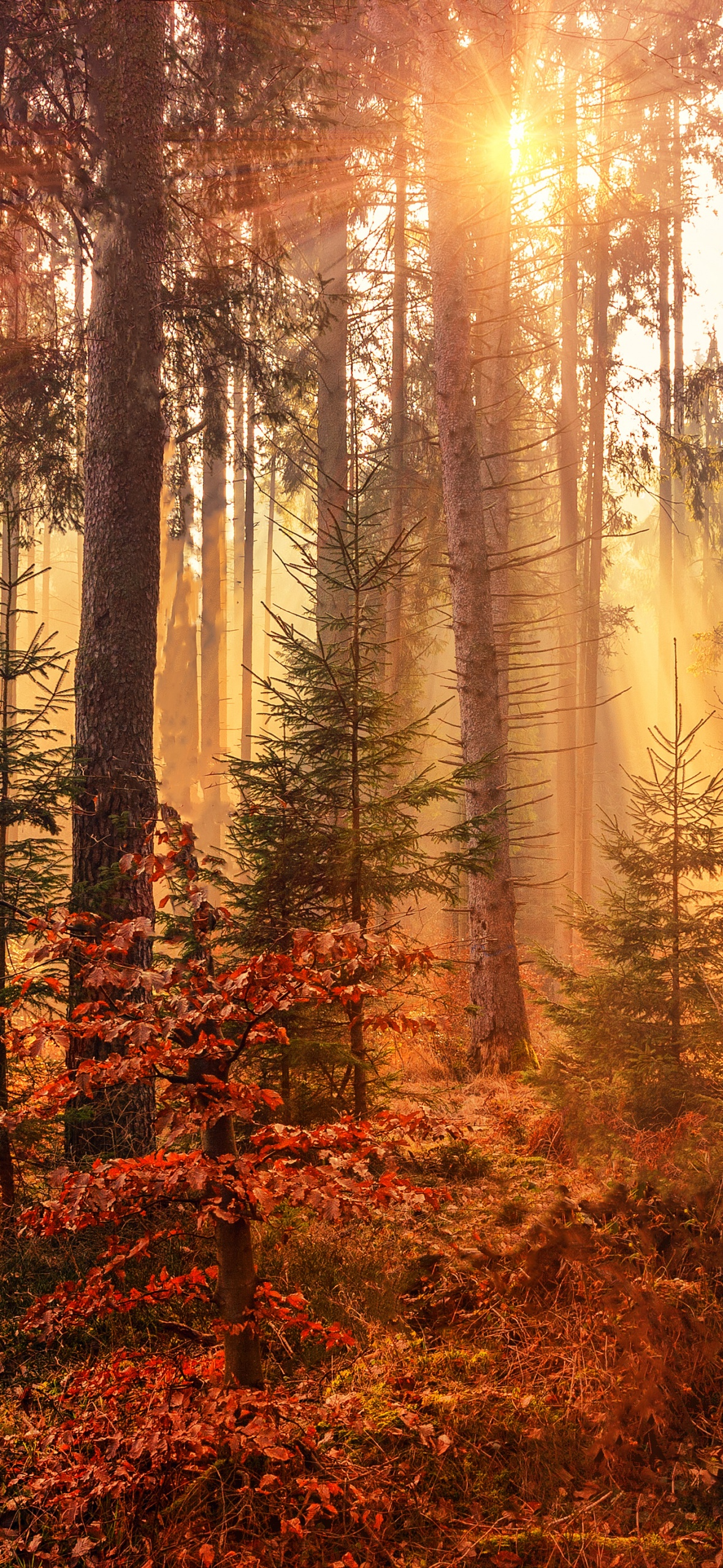 Fall Wallpaper 4K, Sunlight, Forest, Autumn