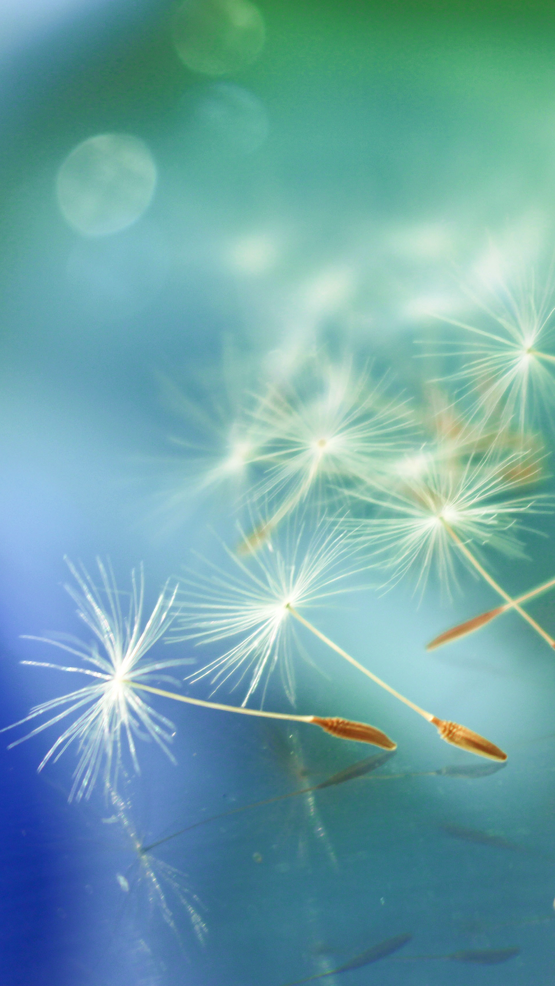 Pretty Dandelion iPhone X Wallpaper