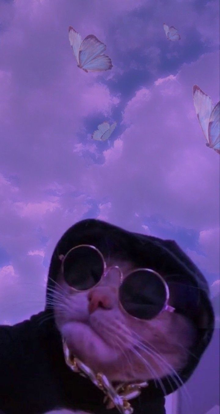 Kedi Wallpaper