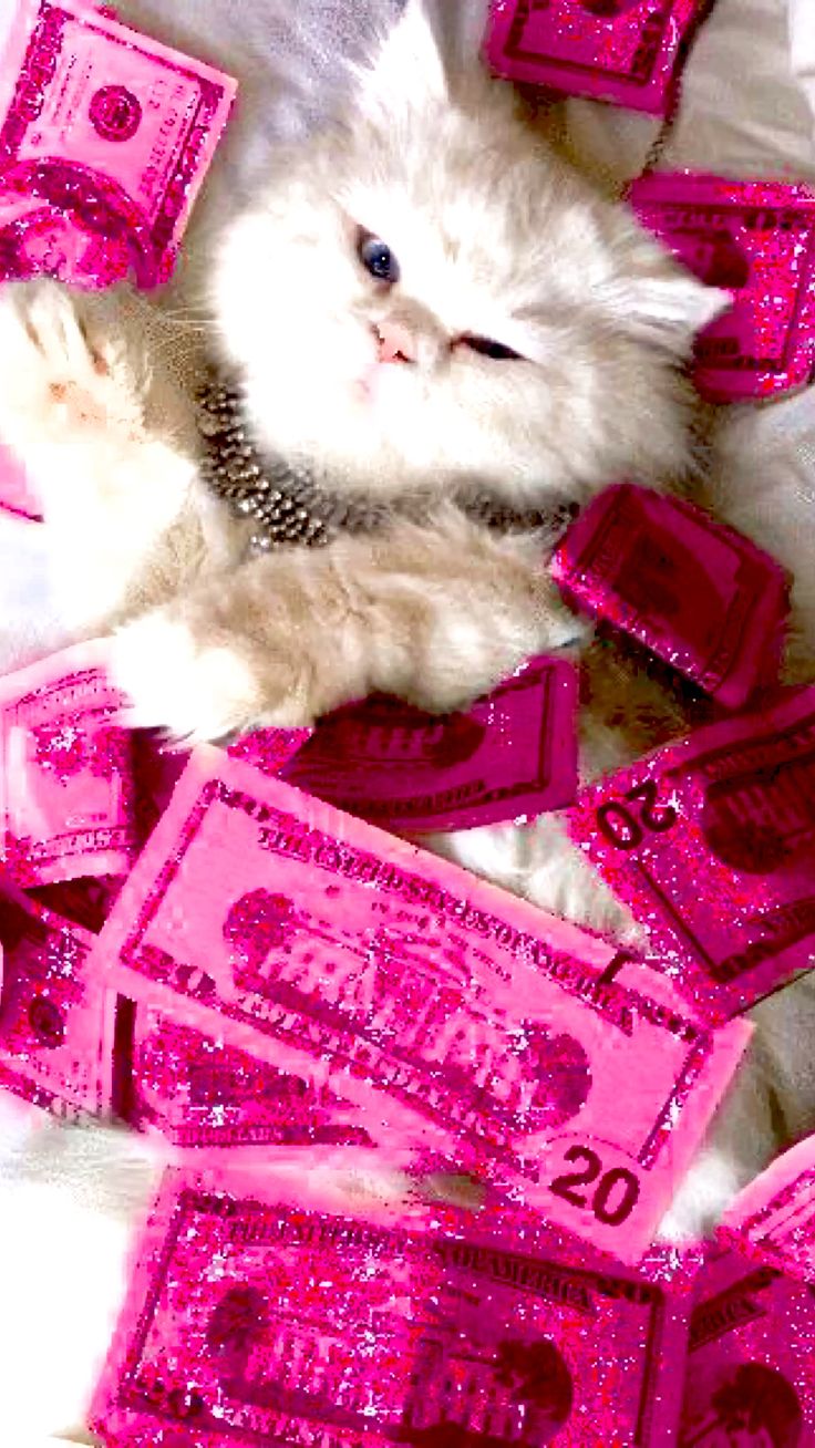 Spacy cat