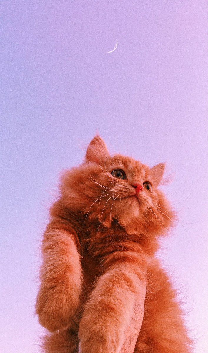 Cat Aesthetic Wallpaper for Homescreen