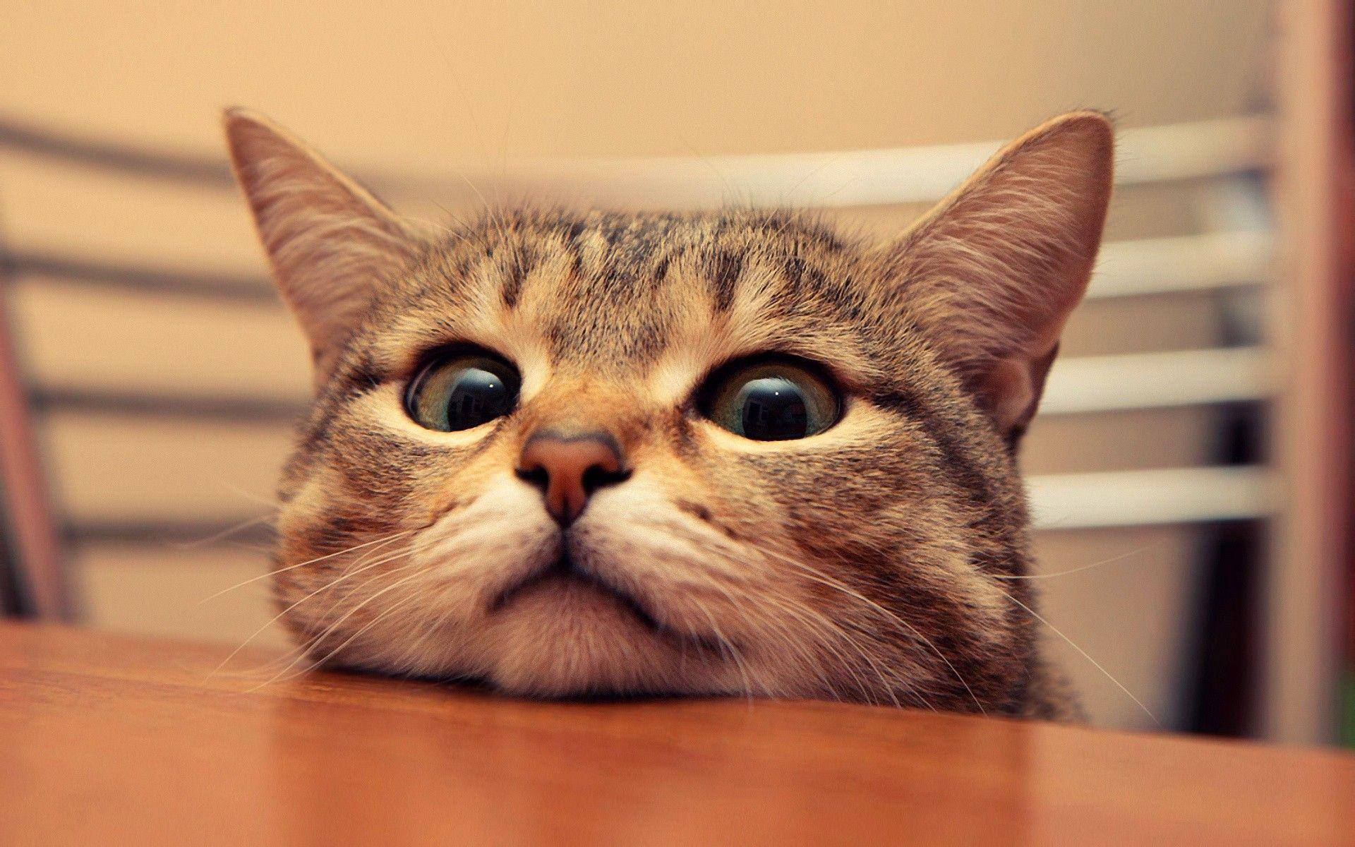 Download free Staring Cute Cat Love