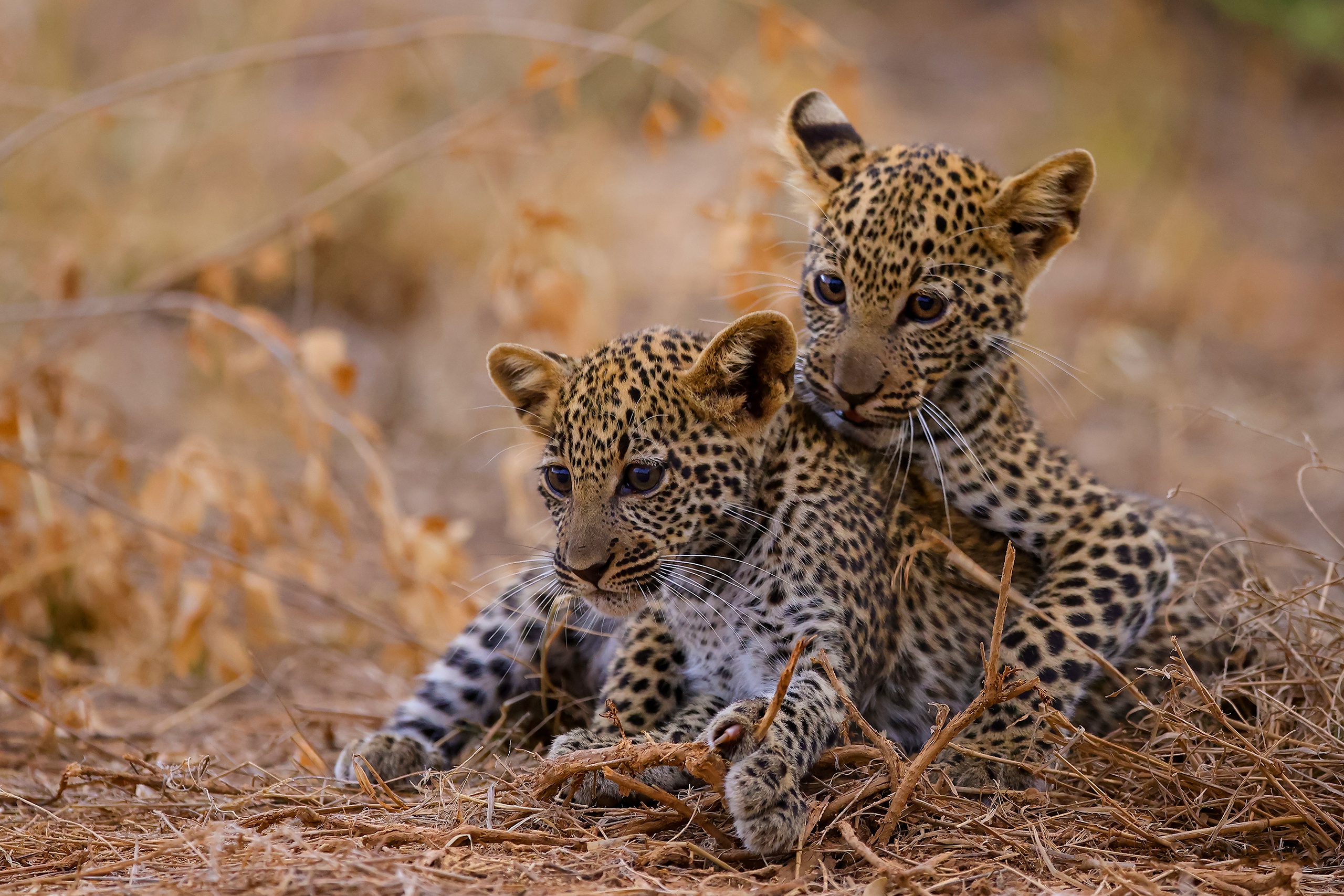 Baby Leopard PC Wallpapers - Wallpaper Cave