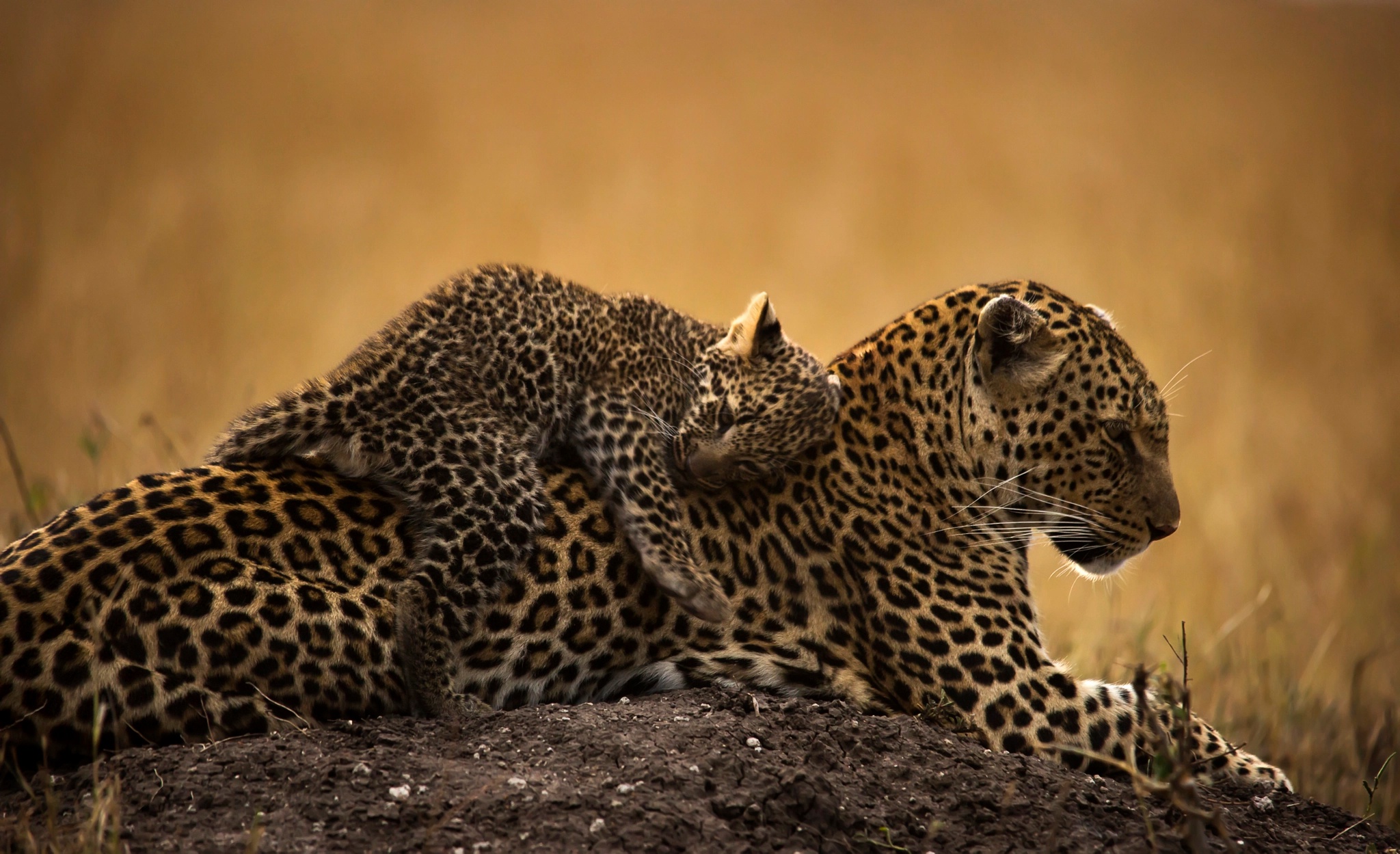 Baby Leopard PC Wallpapers - Wallpaper Cave