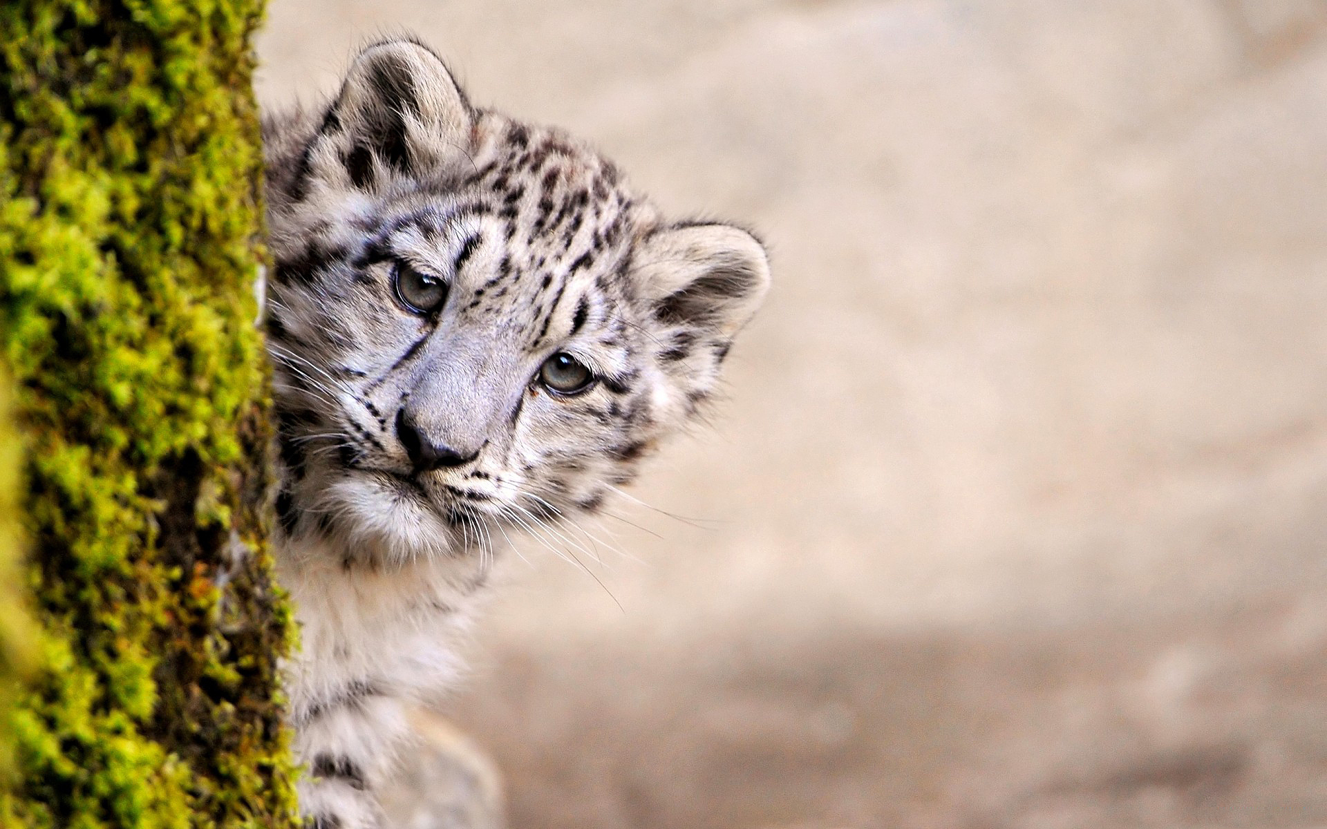 Baby Leopard PC Wallpapers - Wallpaper Cave