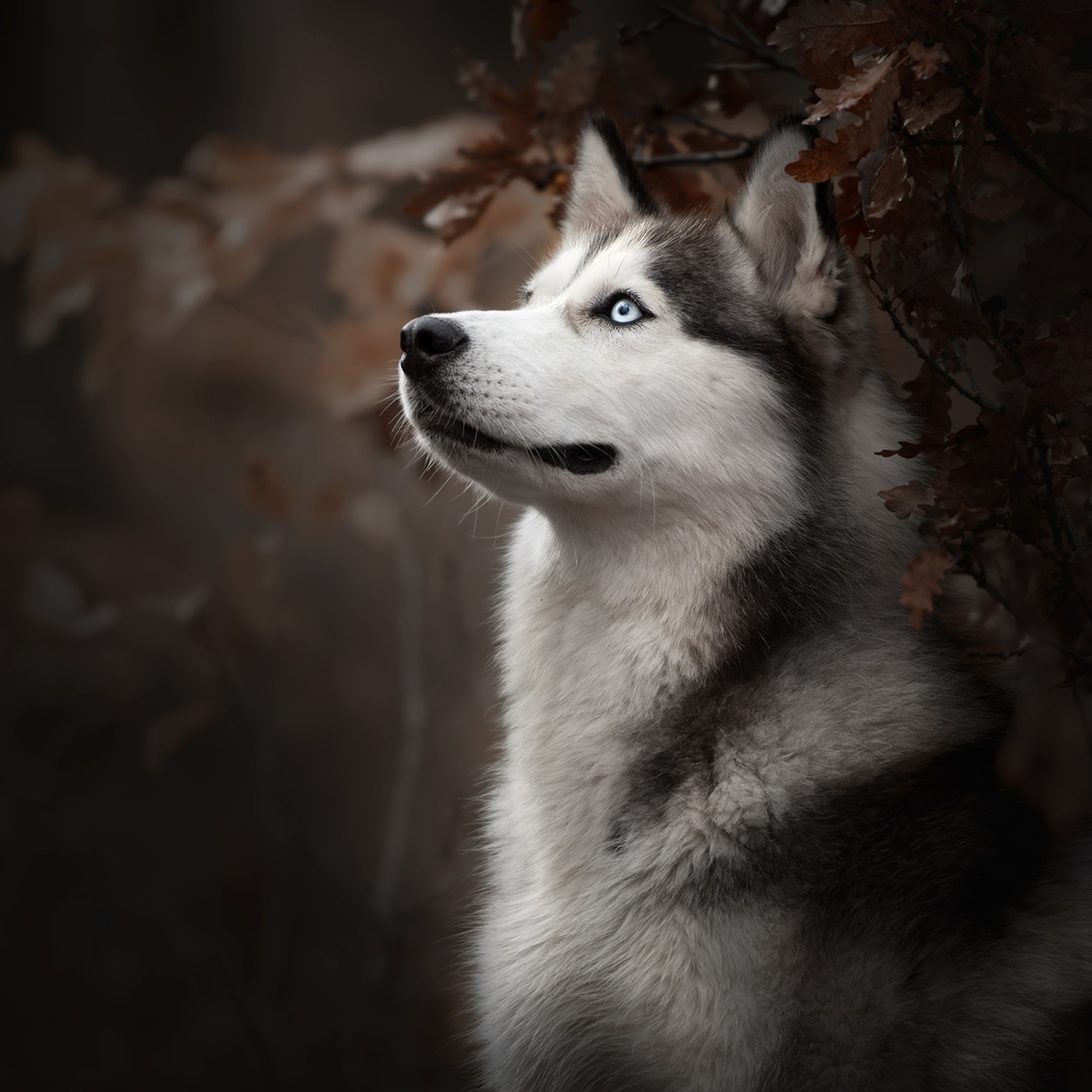 Husky Wallpaper