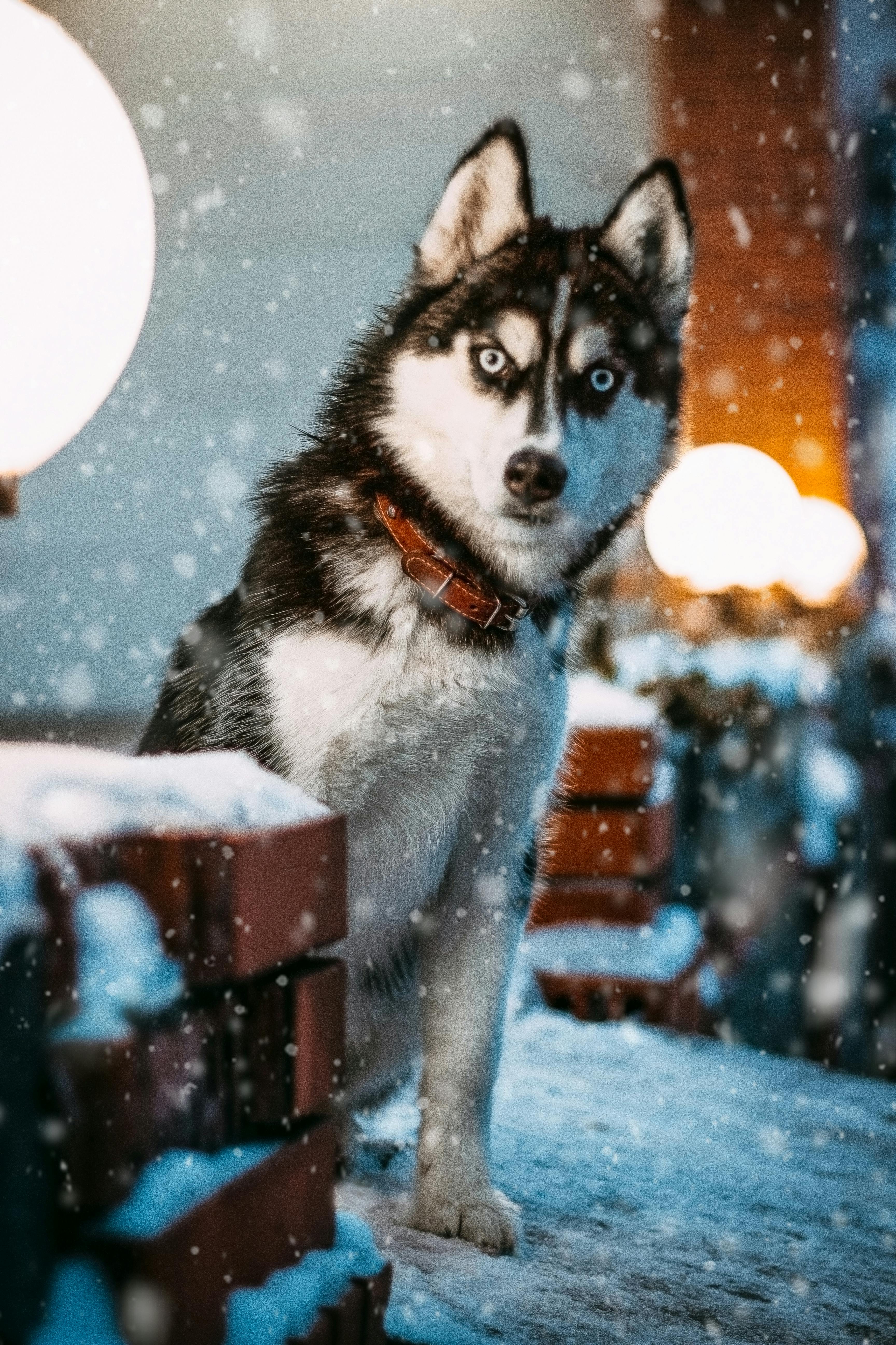 Siberian Husky Photo, Download