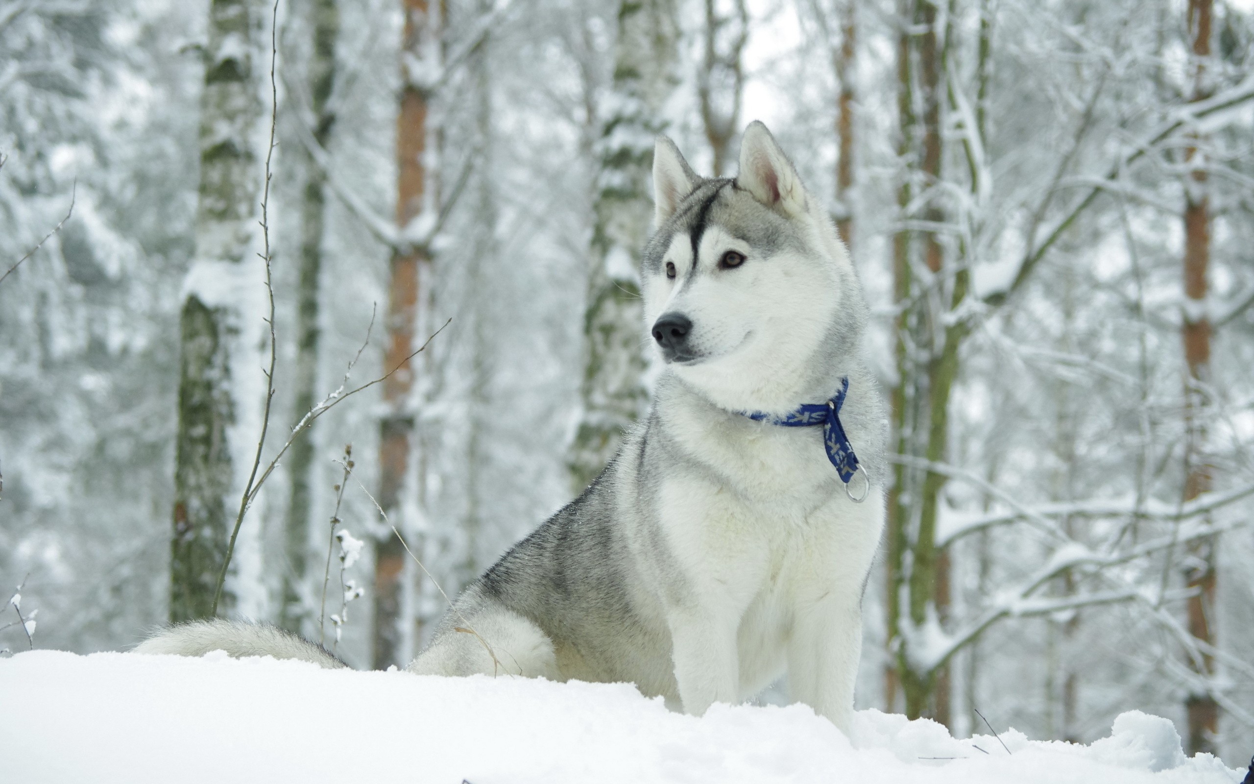 Siberian Husky in Winter Wonderland