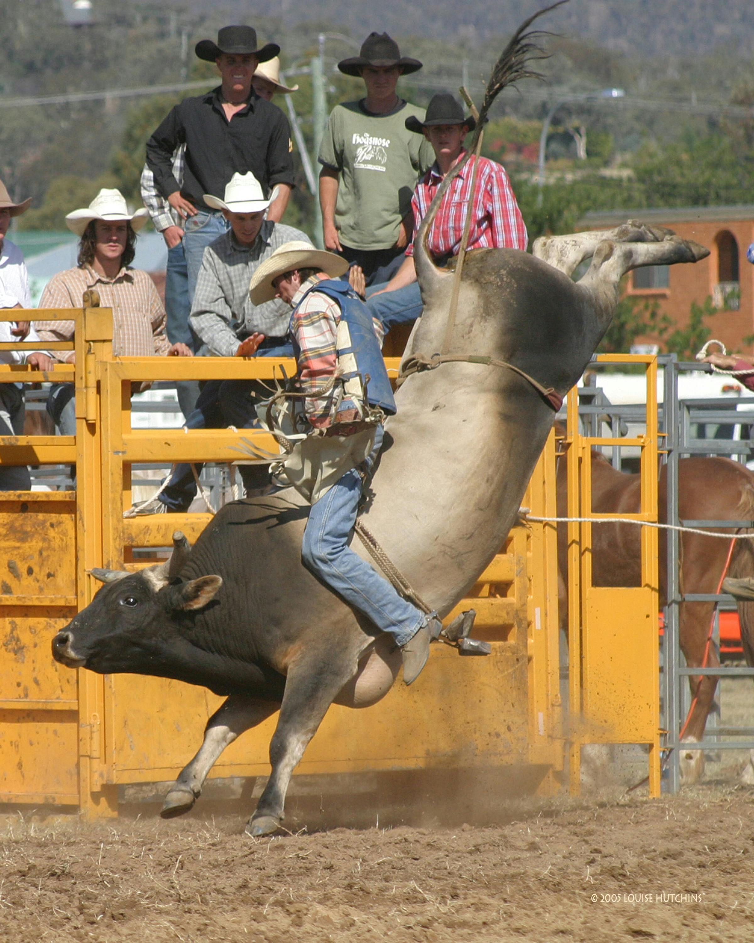 Bull Riding Photo, Download The BEST