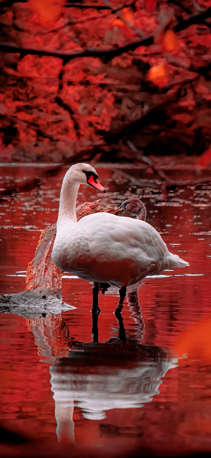Beautiful Swan In The Red Lake 4K Phone