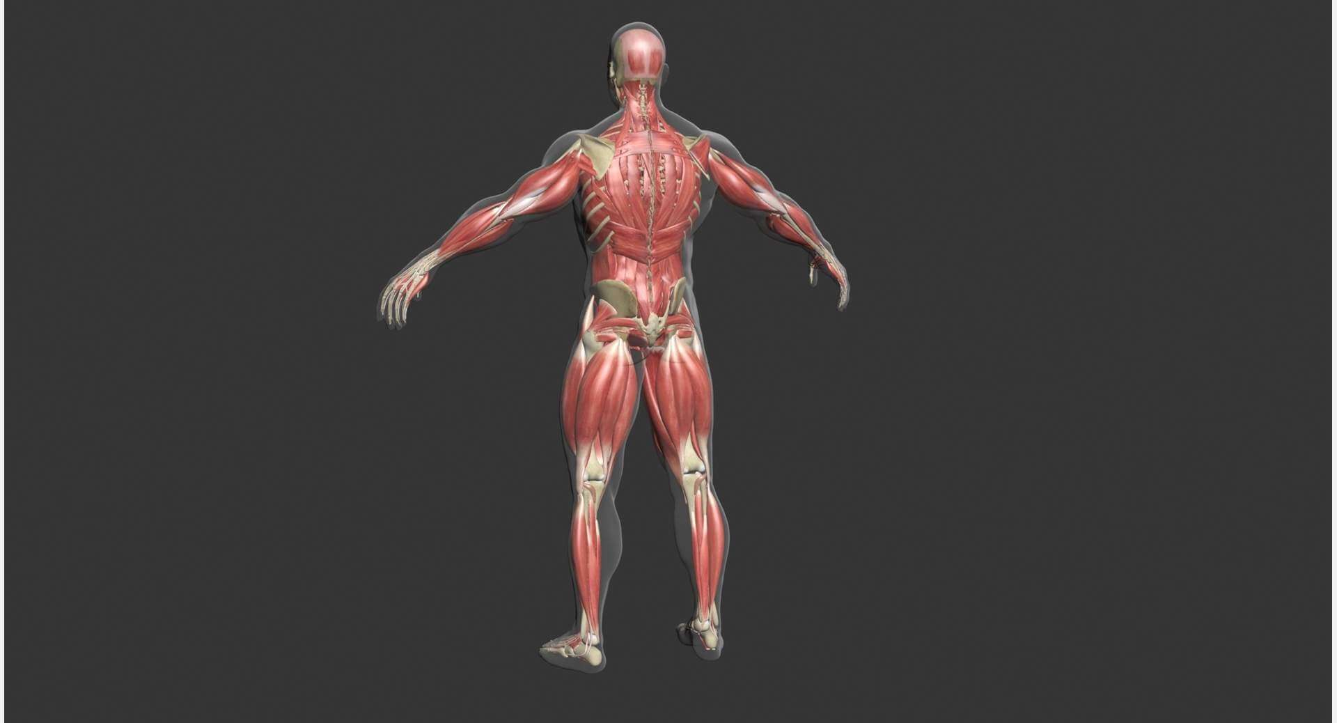 Male Muscle Anatomy