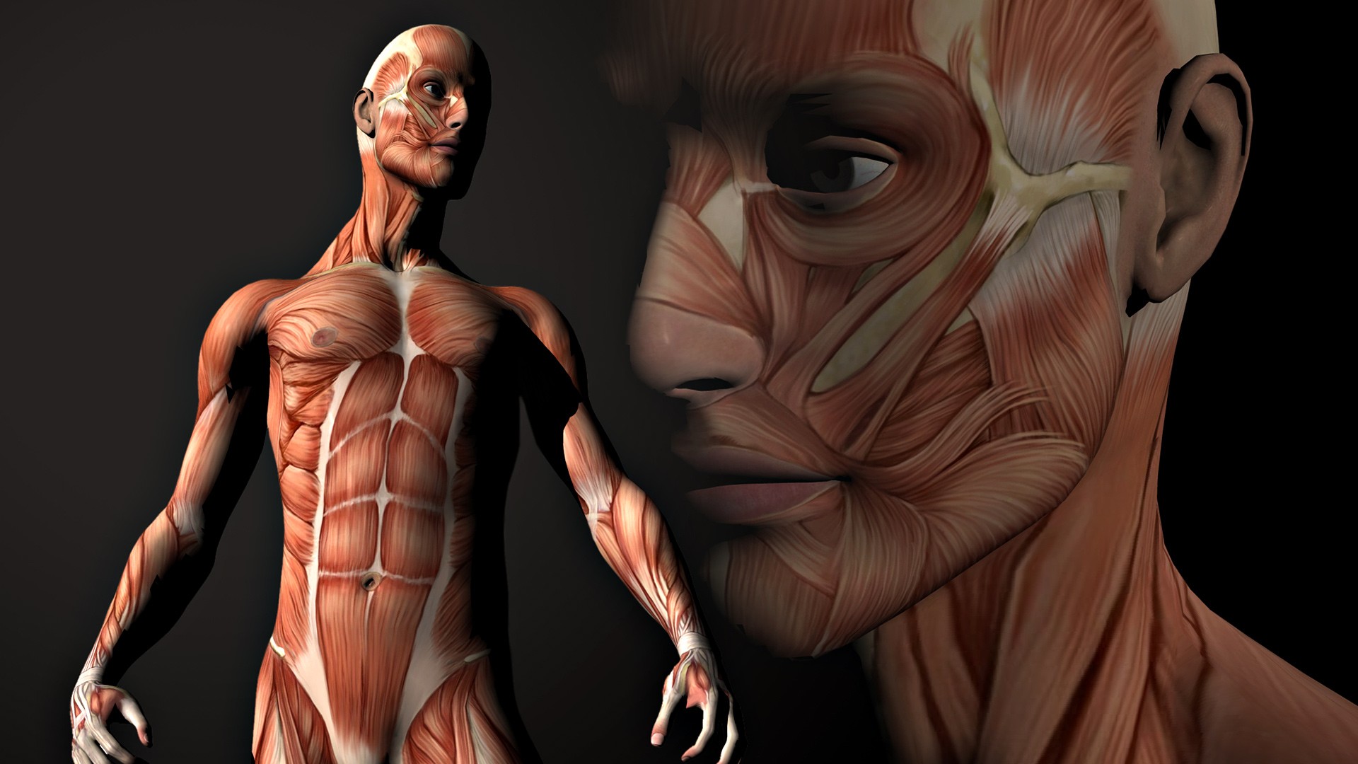 HD desktop wallpaper: Artistic, Anatomy