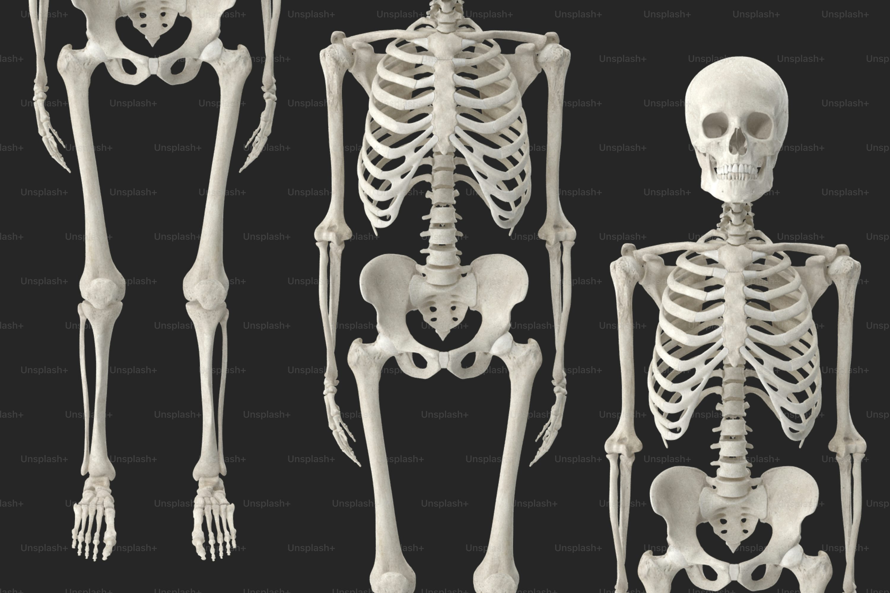 Human Skeleton best free human