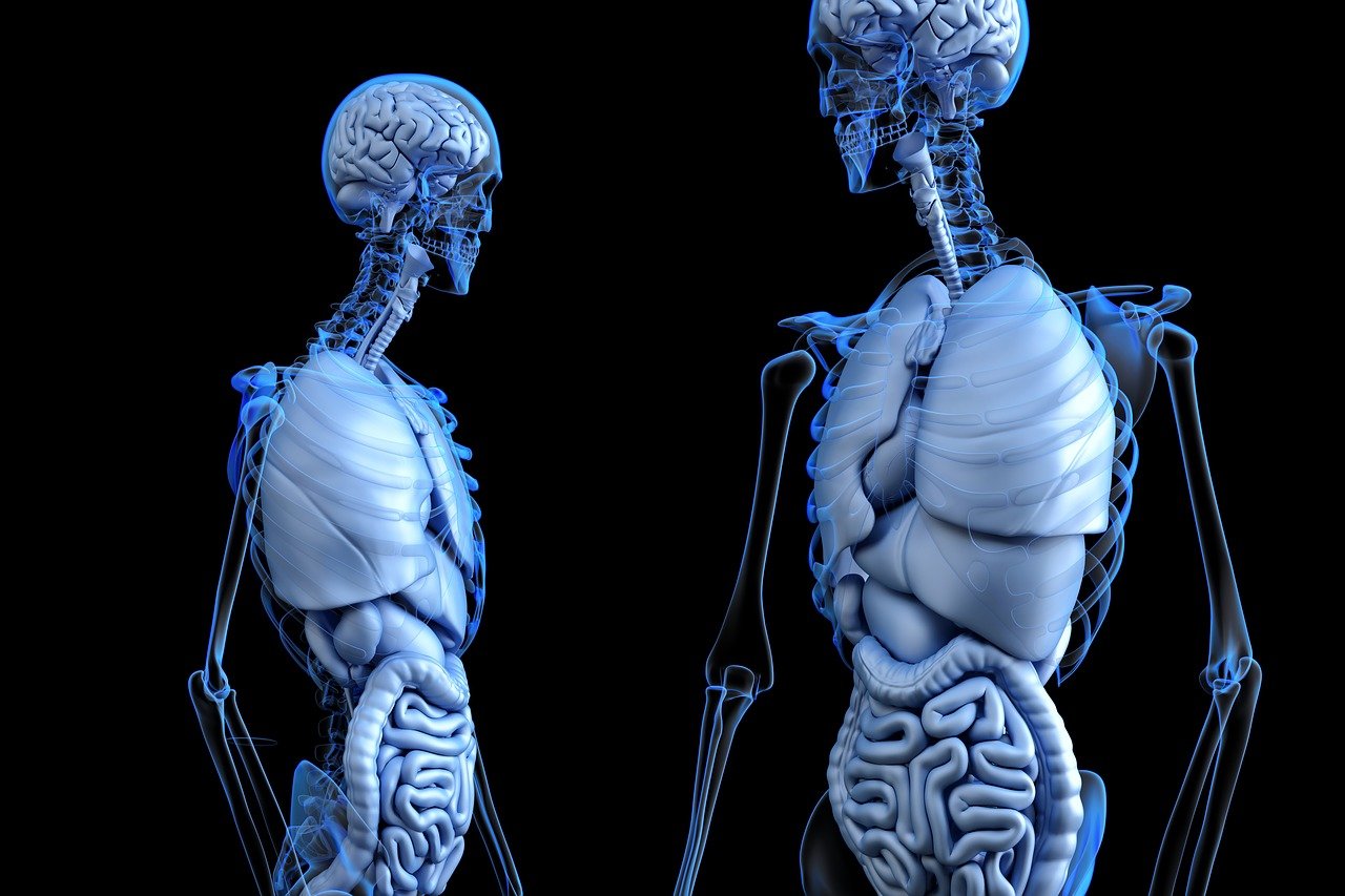 Free Digestive System 3D Sculpture & 3D
