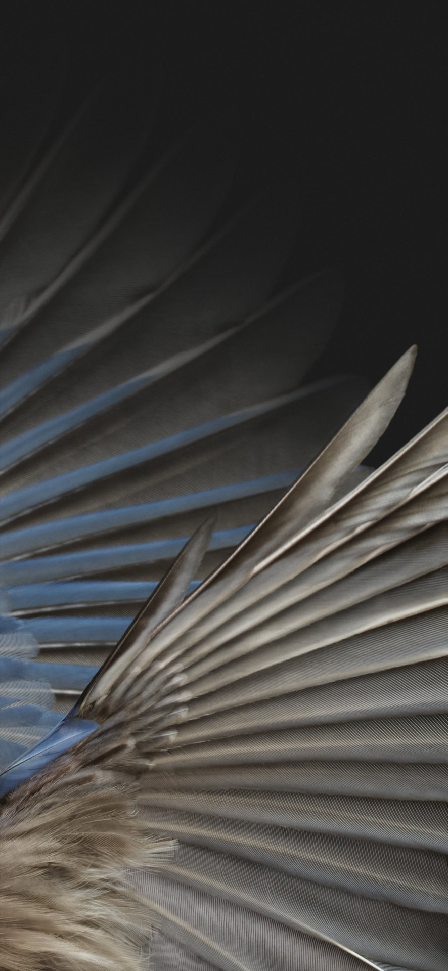 Get the Google Pixel 7 wallpaper here