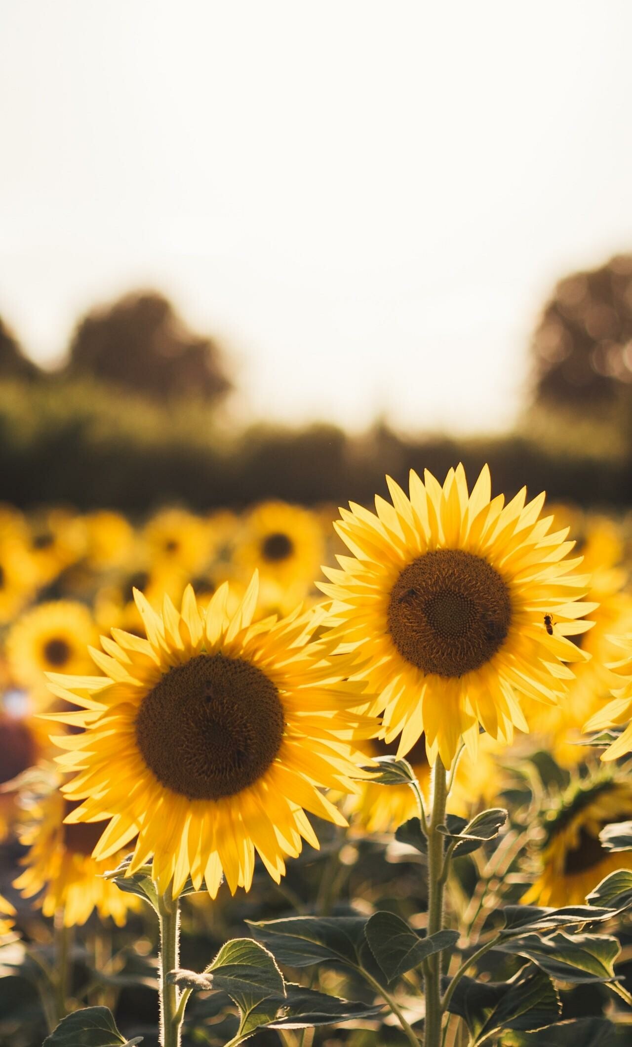 Sunflower Wallpaper
