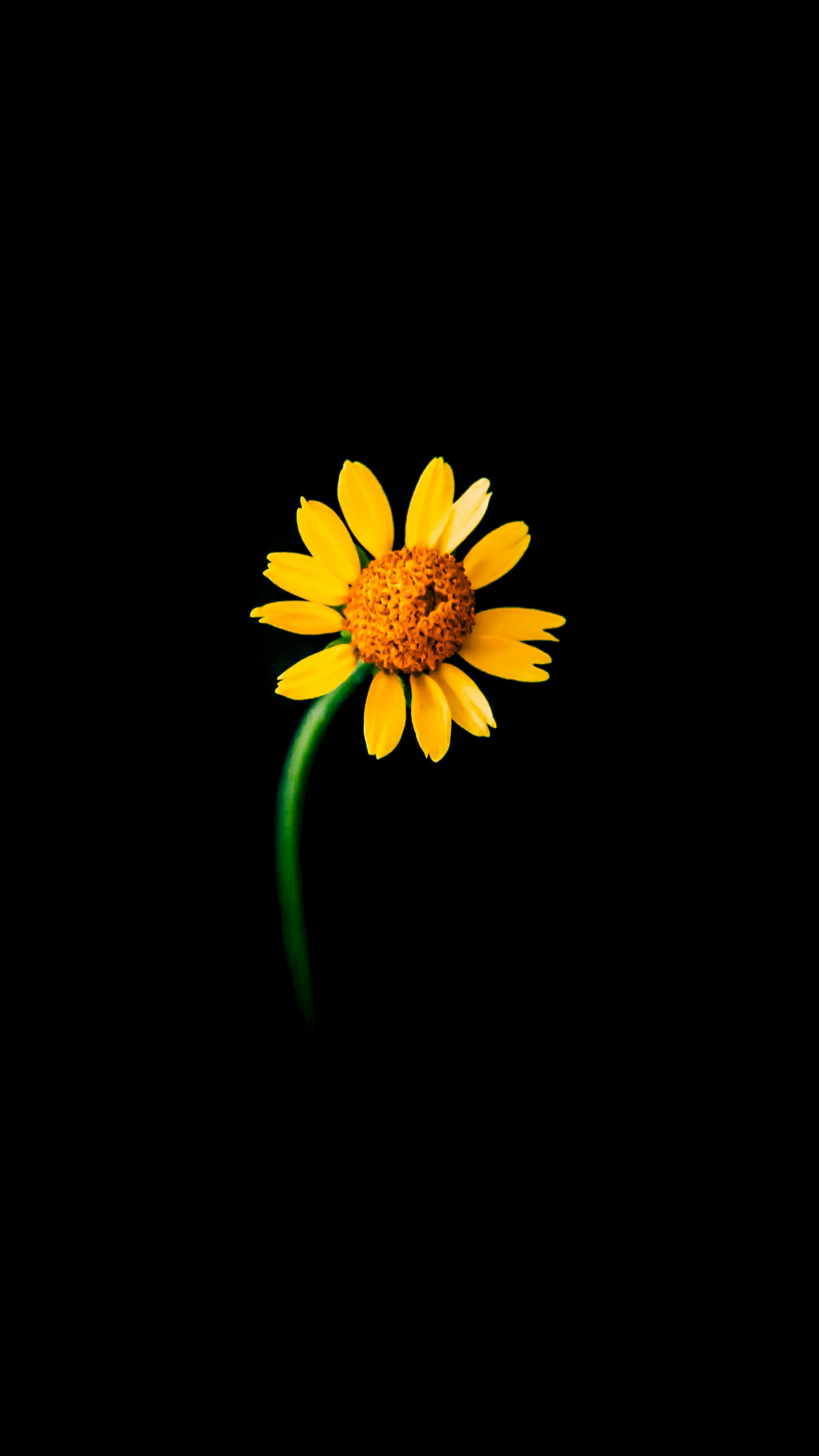 Sunflower Wallpaper 4K, Lonely, Black