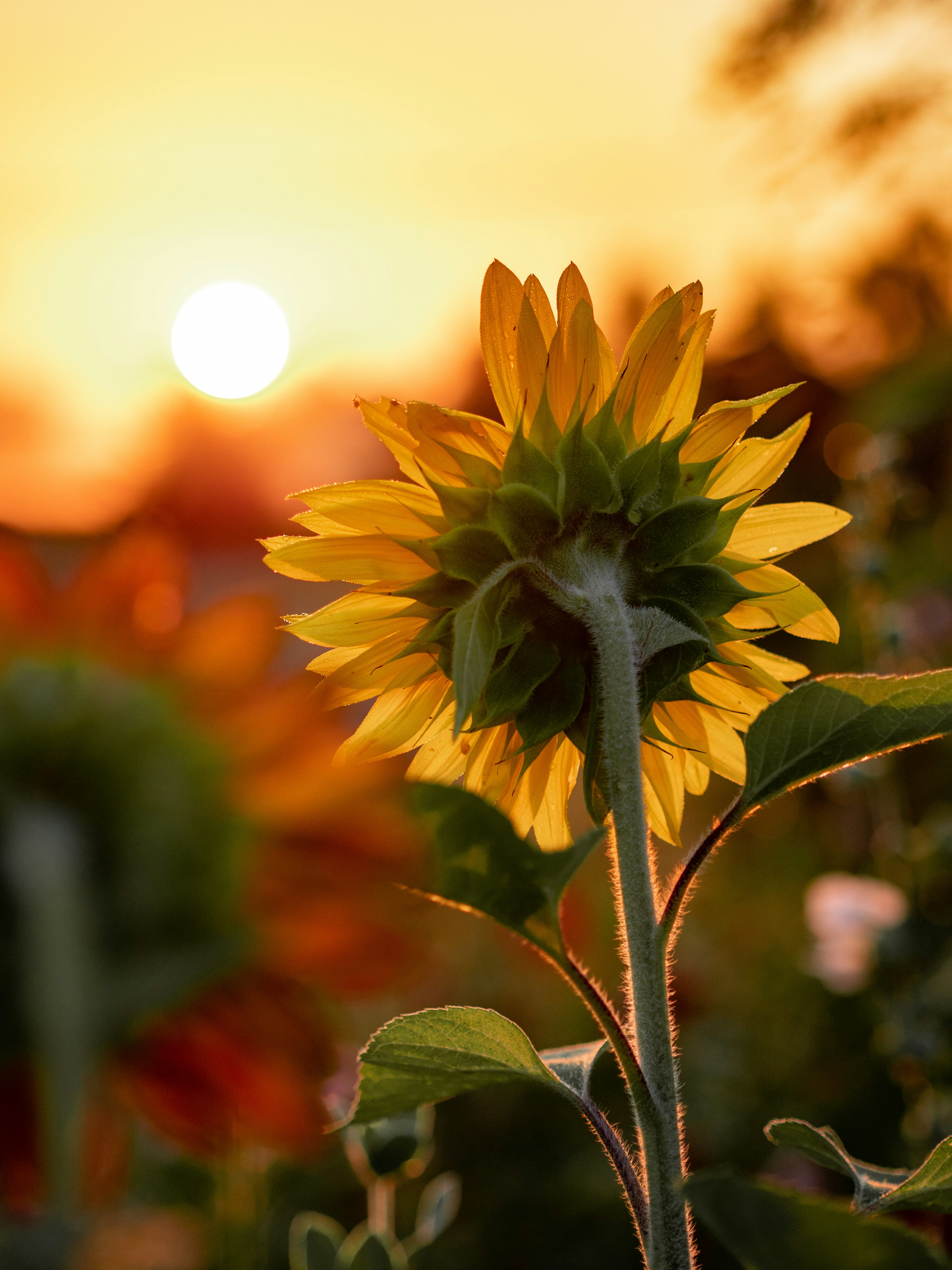 Sunflower Wallpaper: Free HD Download