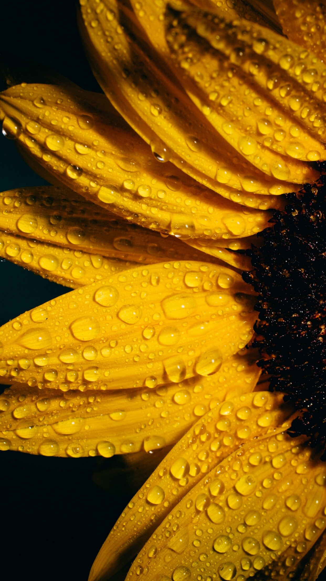 Sunflower Wallpaper