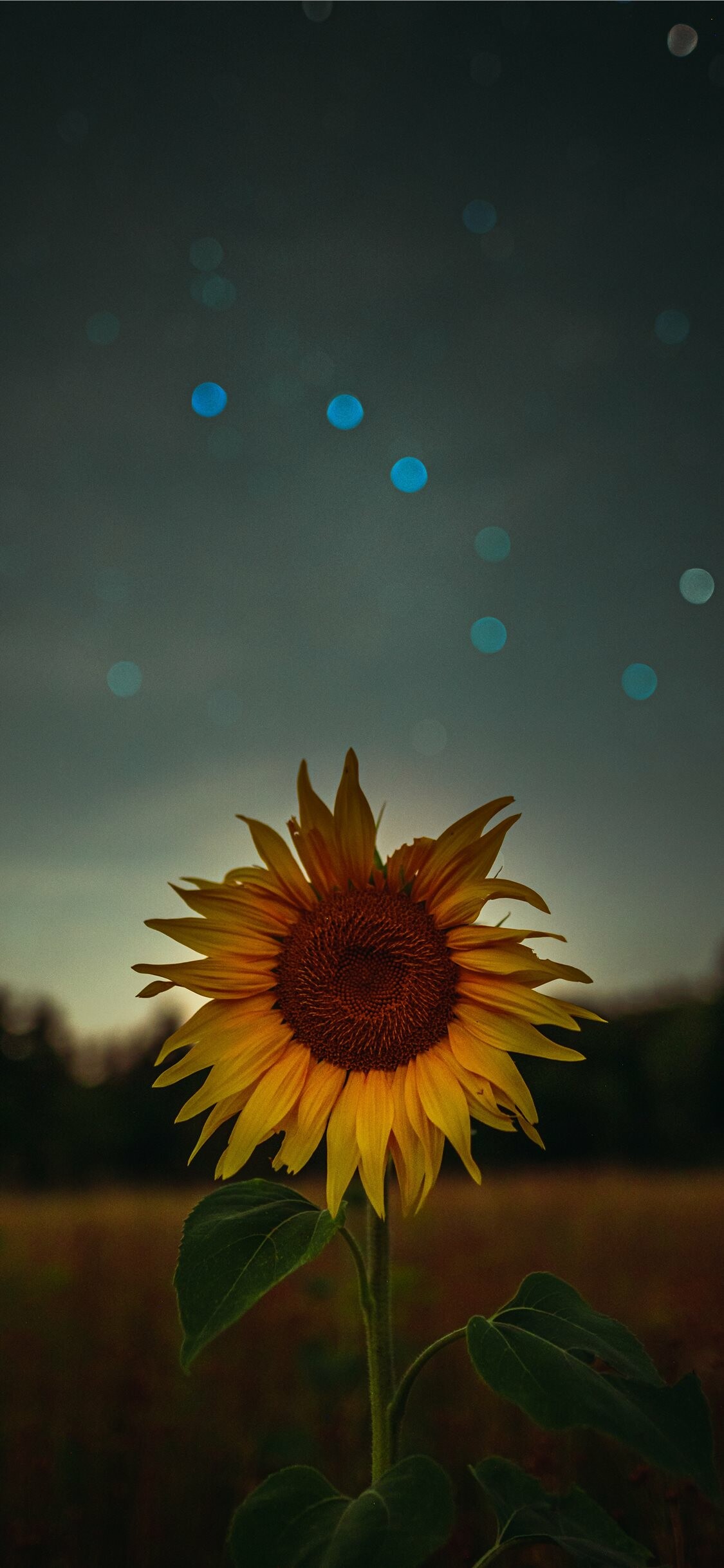 Sunflower Wallpaper