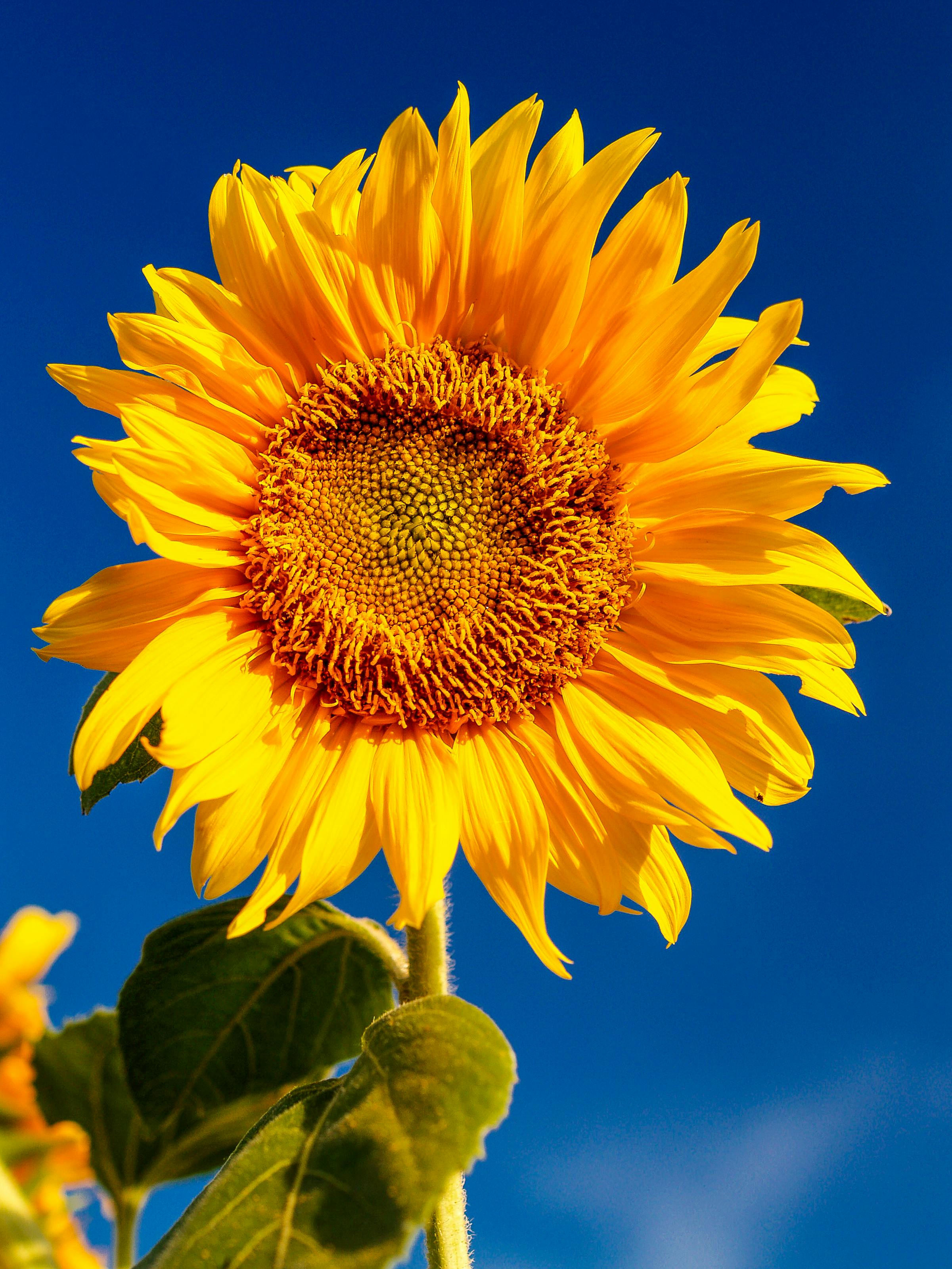 Photo Of Sunflower · Free