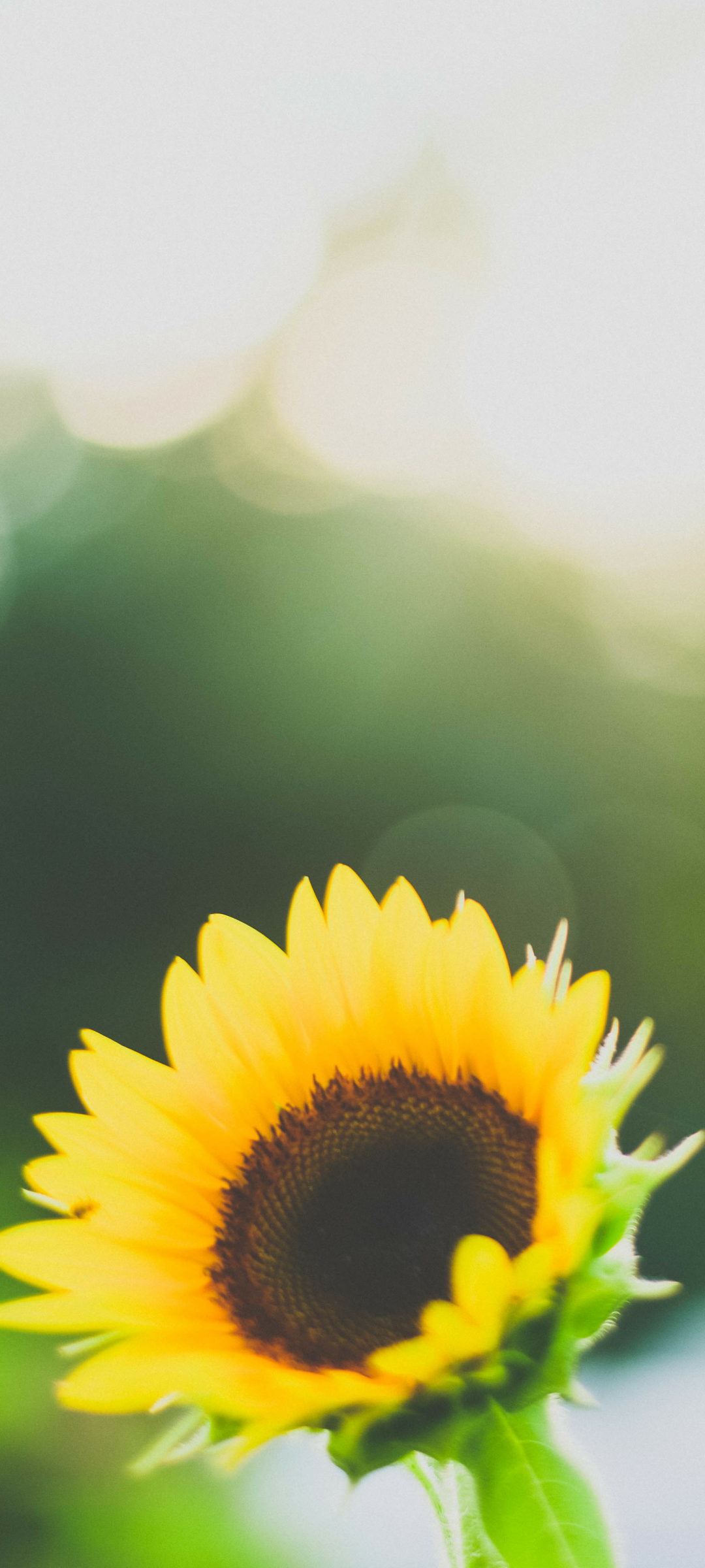 Sunflower Phone Wallpaper