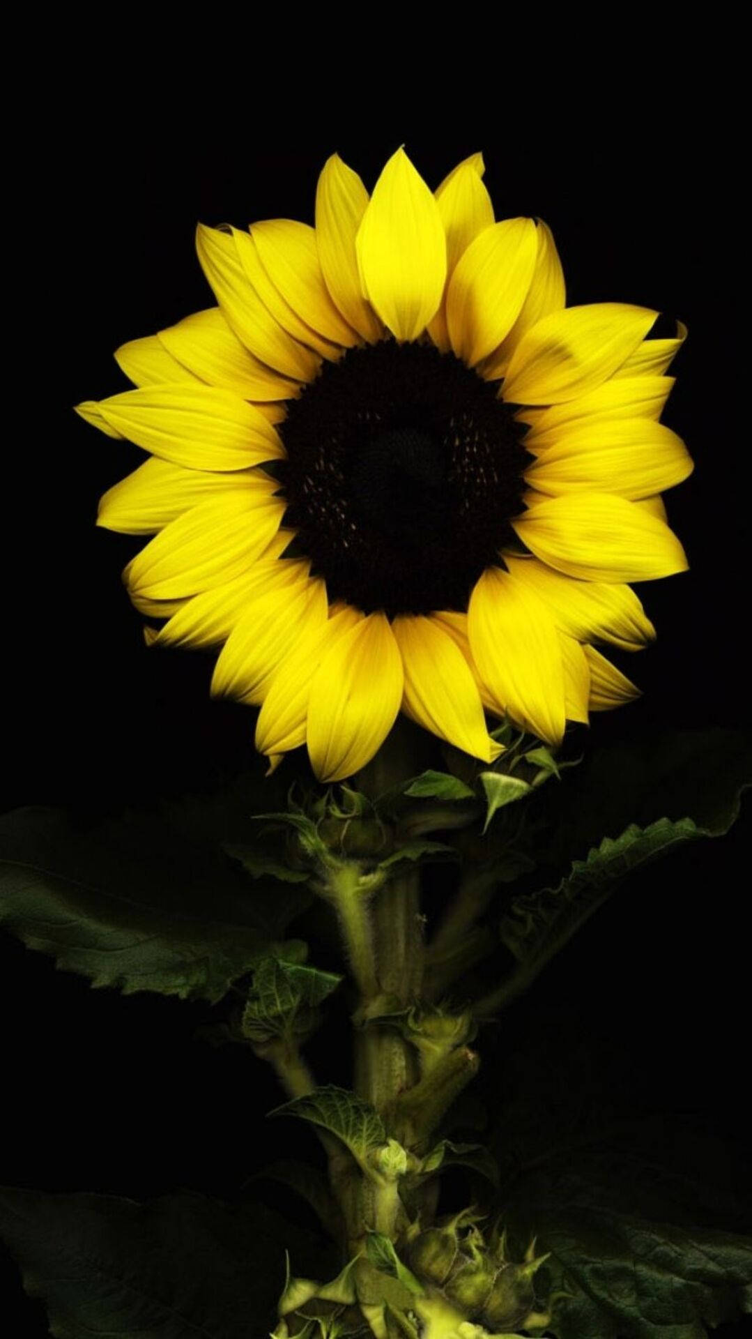 Sunflower iPhone Wallpaper