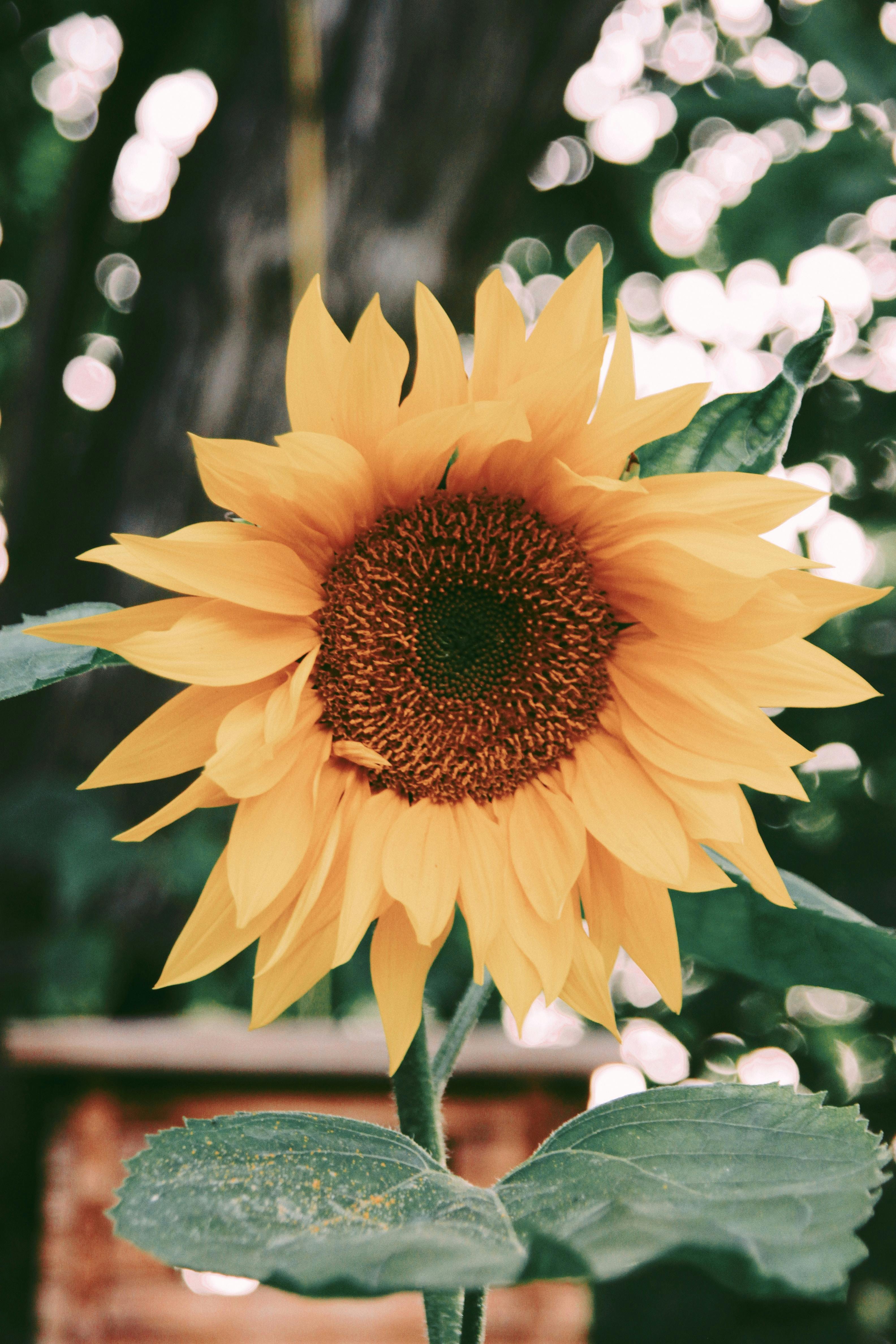 Sunflower Background Photo, Download