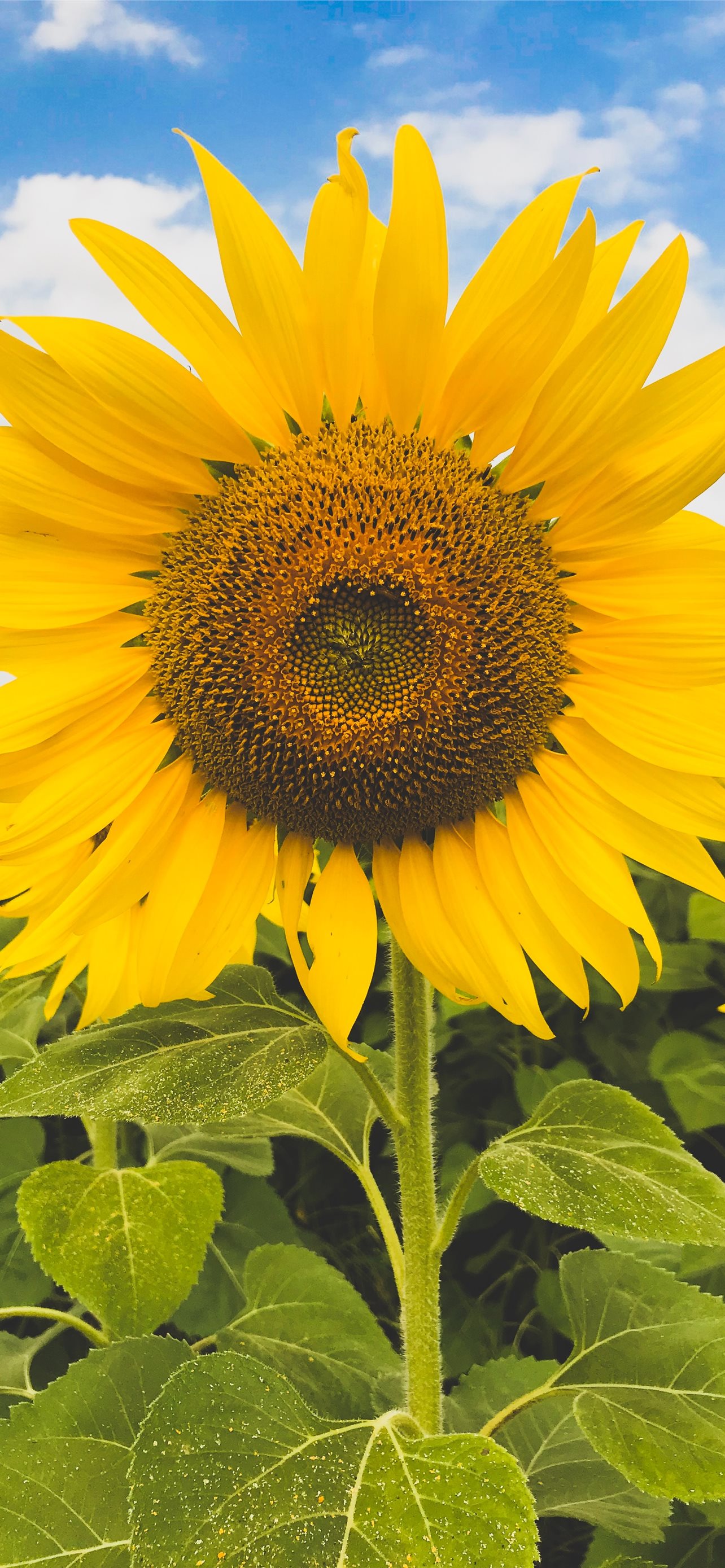yellow sunflower iPhone Wallpaper Free