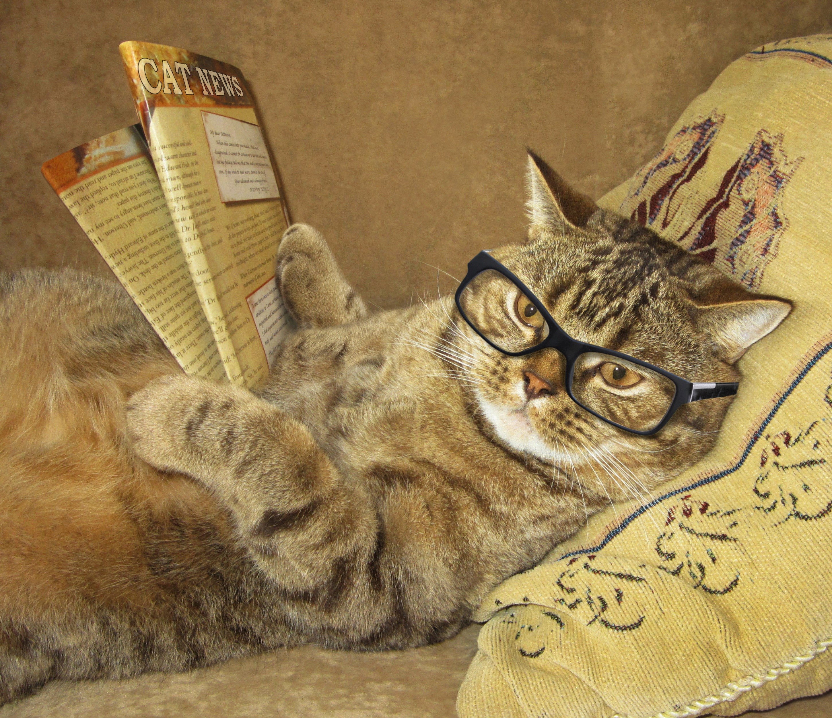Download Glasses Funny Cat HD Wallpaper