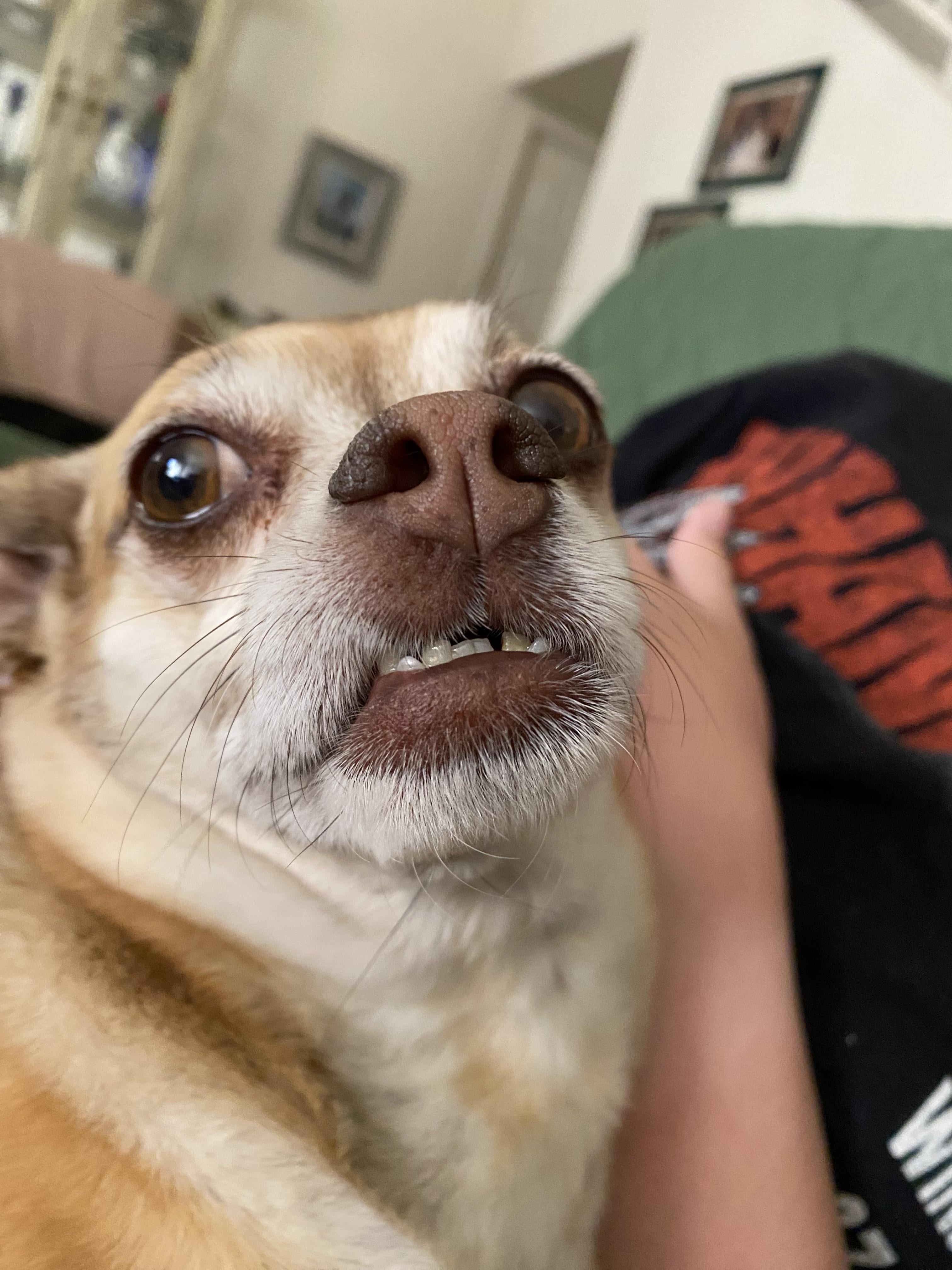 Got any funny picture of your chi