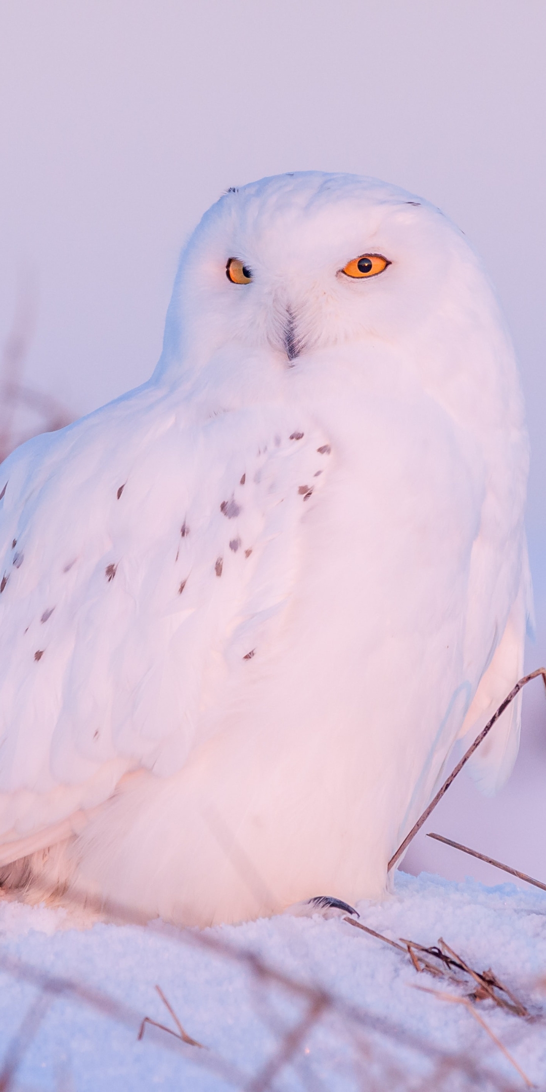 Snowy Owl iPhone Wallpaper