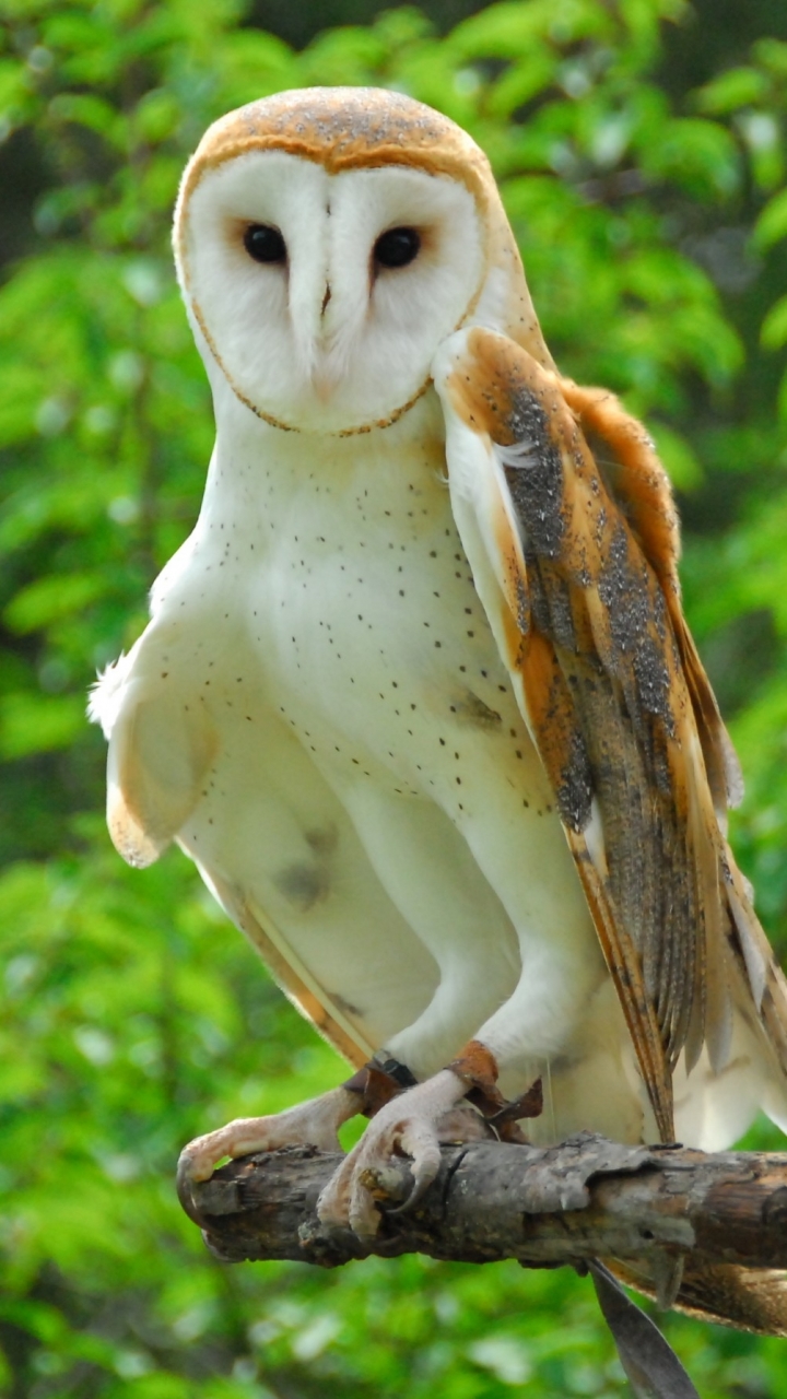 Barn Owl iPhone Wallpaper