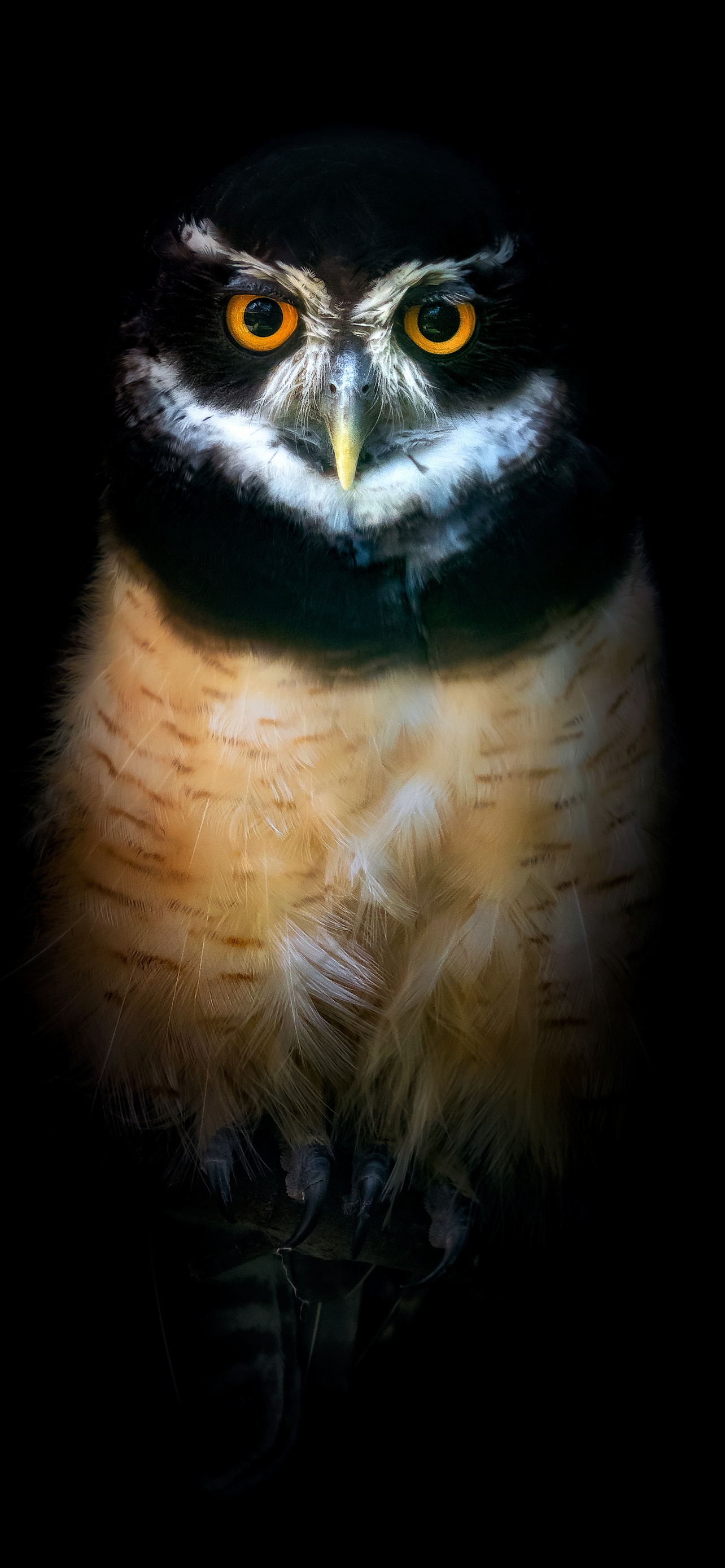 Owl Wallpaper 4K, Night, Wildlife