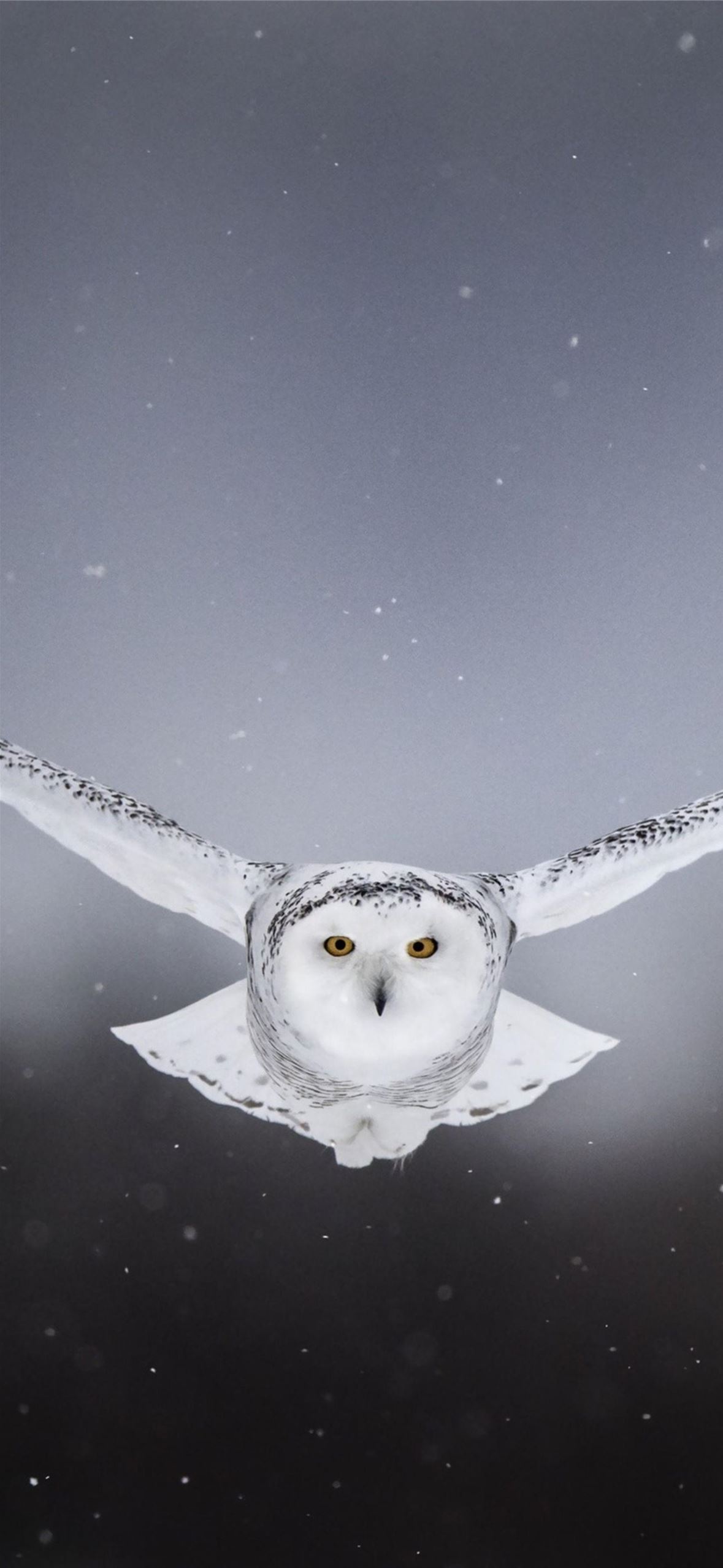 Flying Owl HD Android Cave iPhone