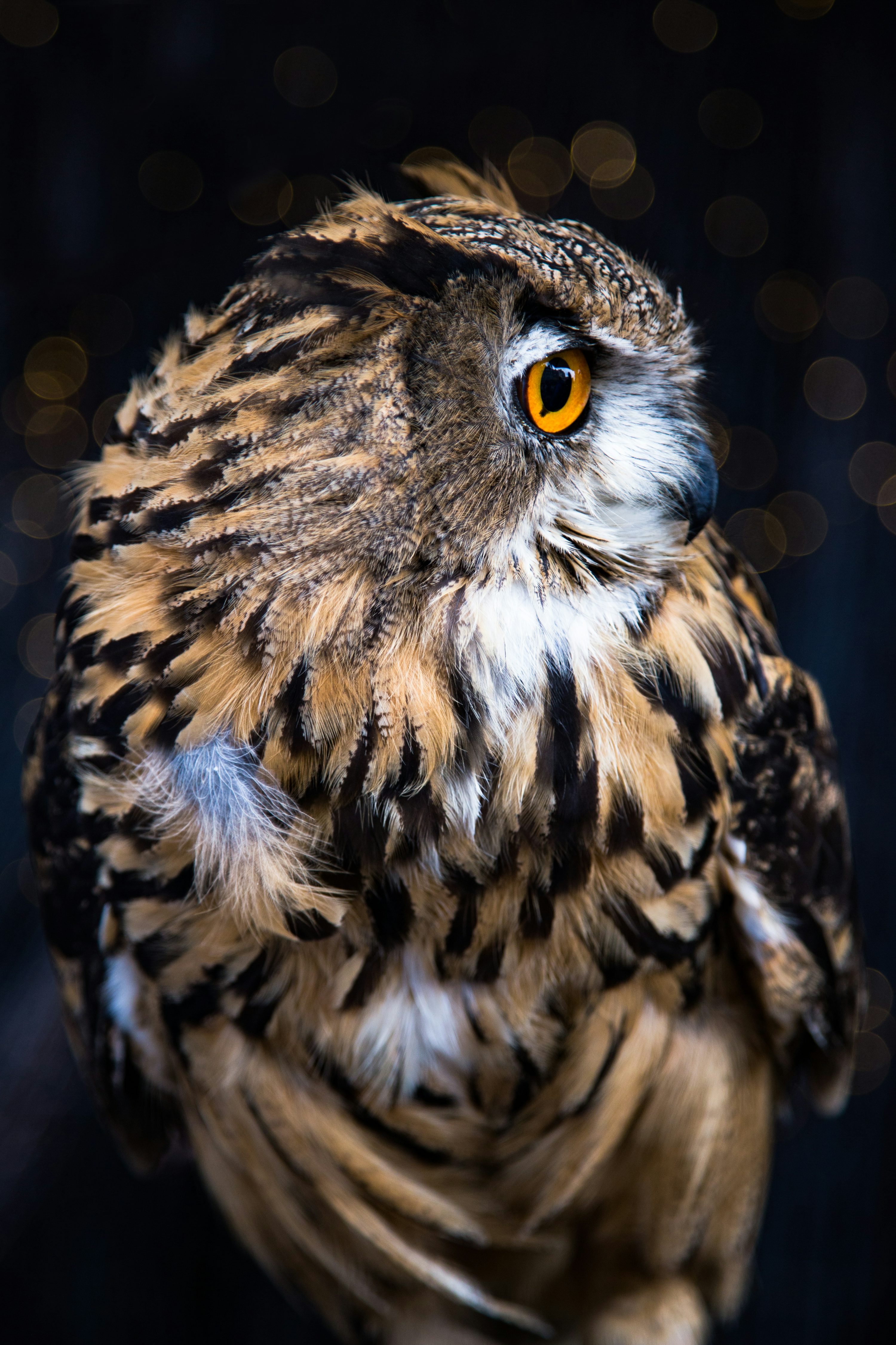 Eagle Owl Picture. Download Free