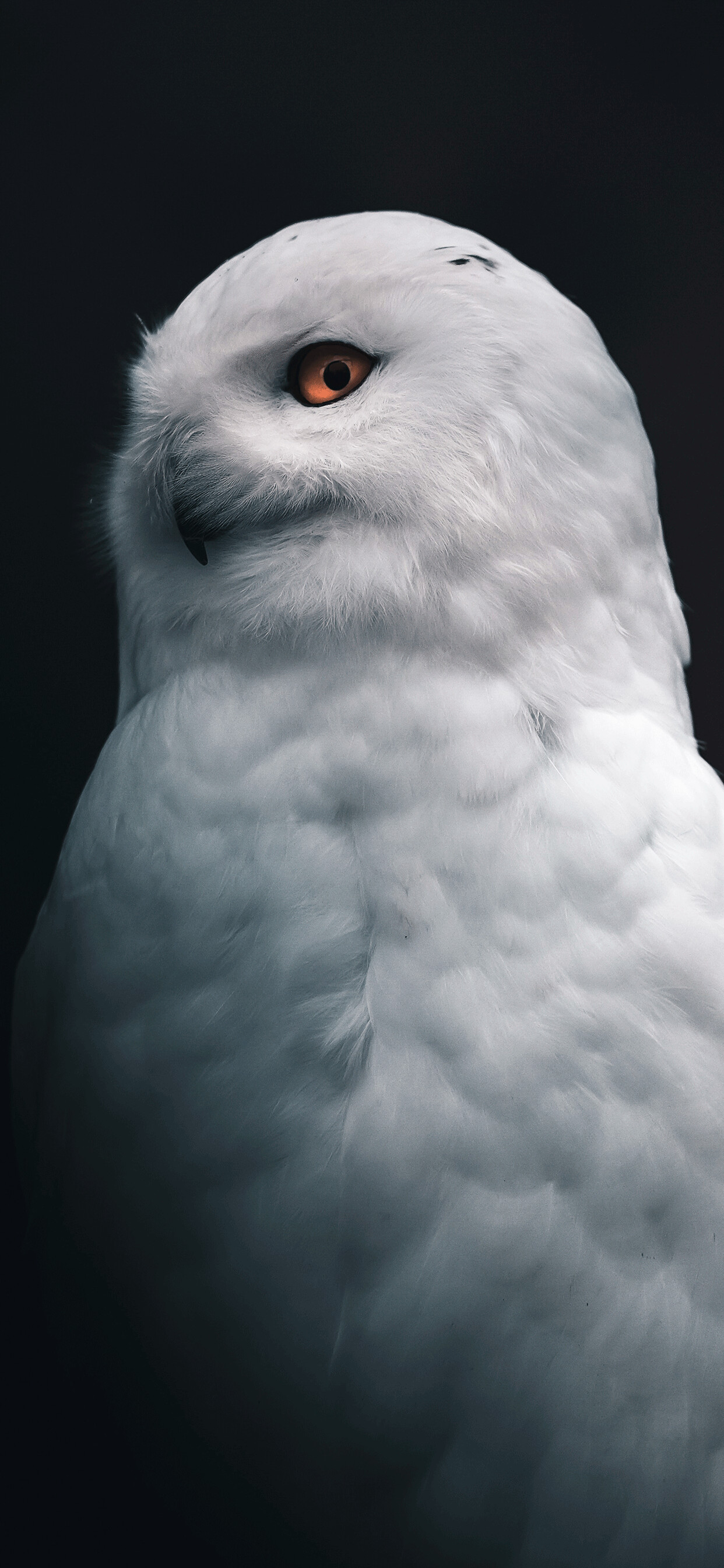 Owl Wallpaper
