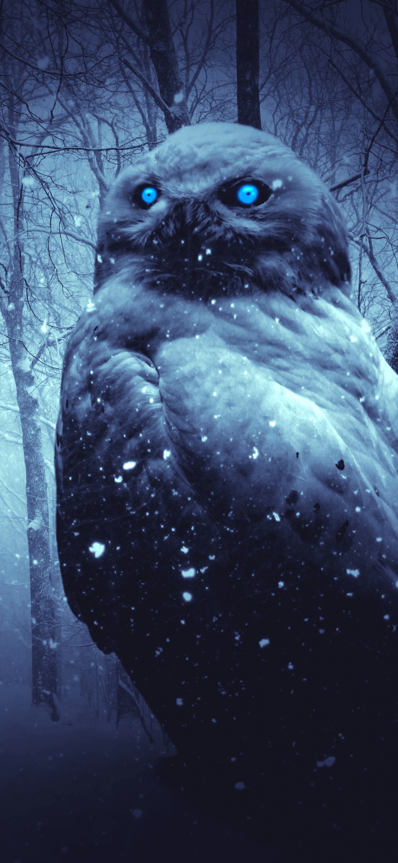 Owl Wallpaper 4K, Forest, Winter, Dark