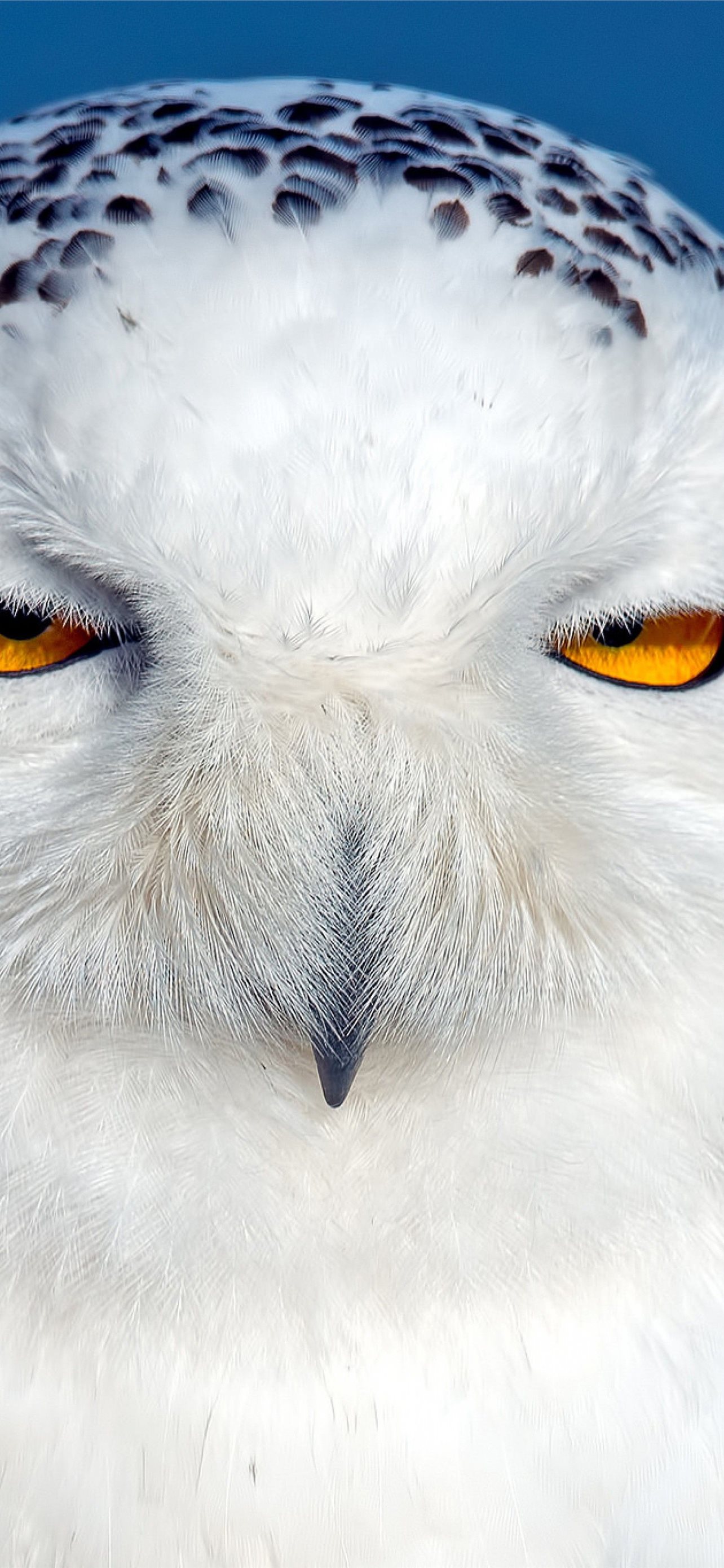 White Owl Access iPhone Wallpaper