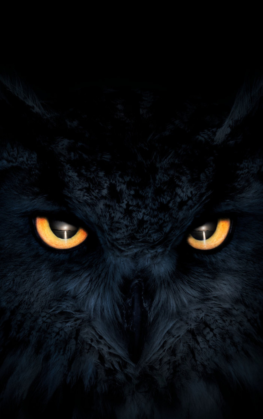 Download wallpaper 840x1336 owl, dark