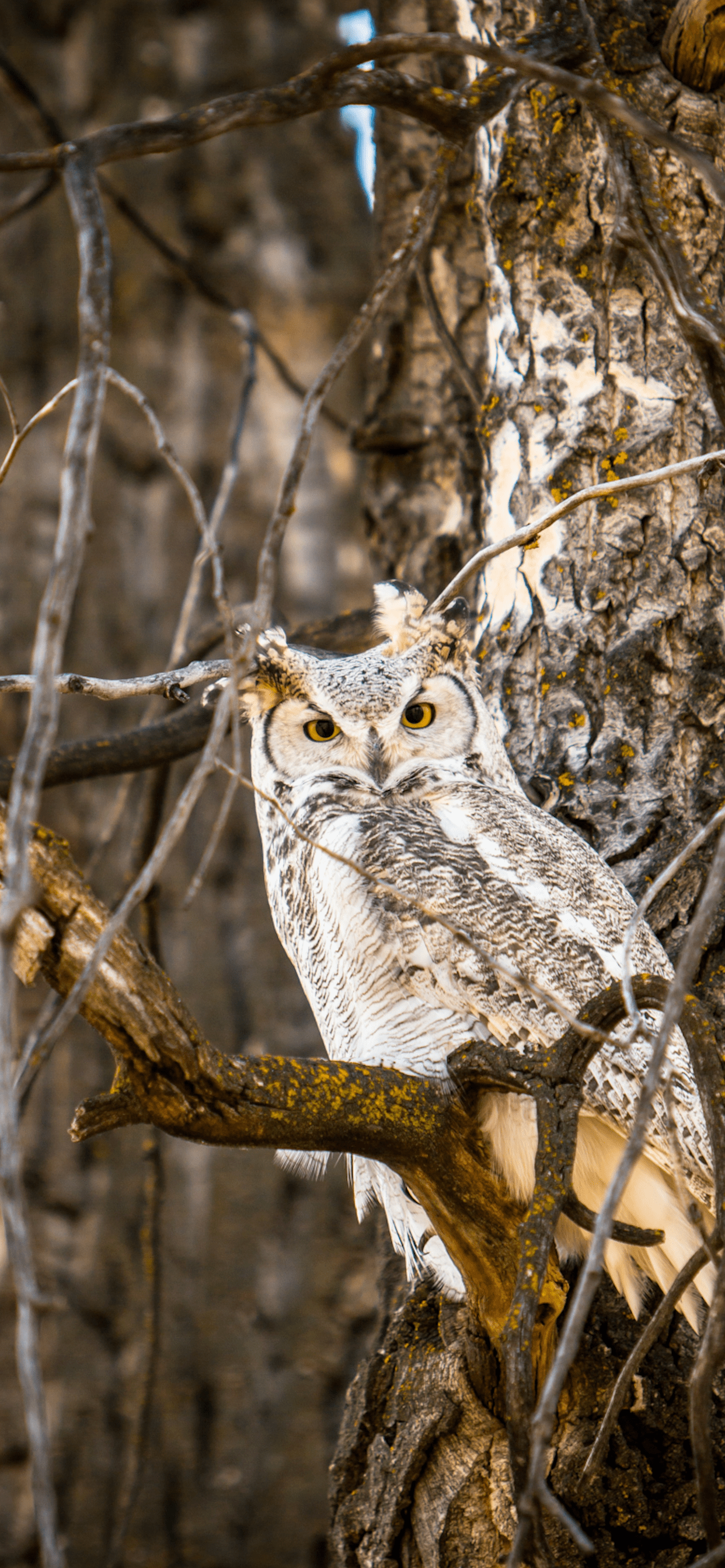 Owl Wallpaper for iPhone 11, Pro Max, X