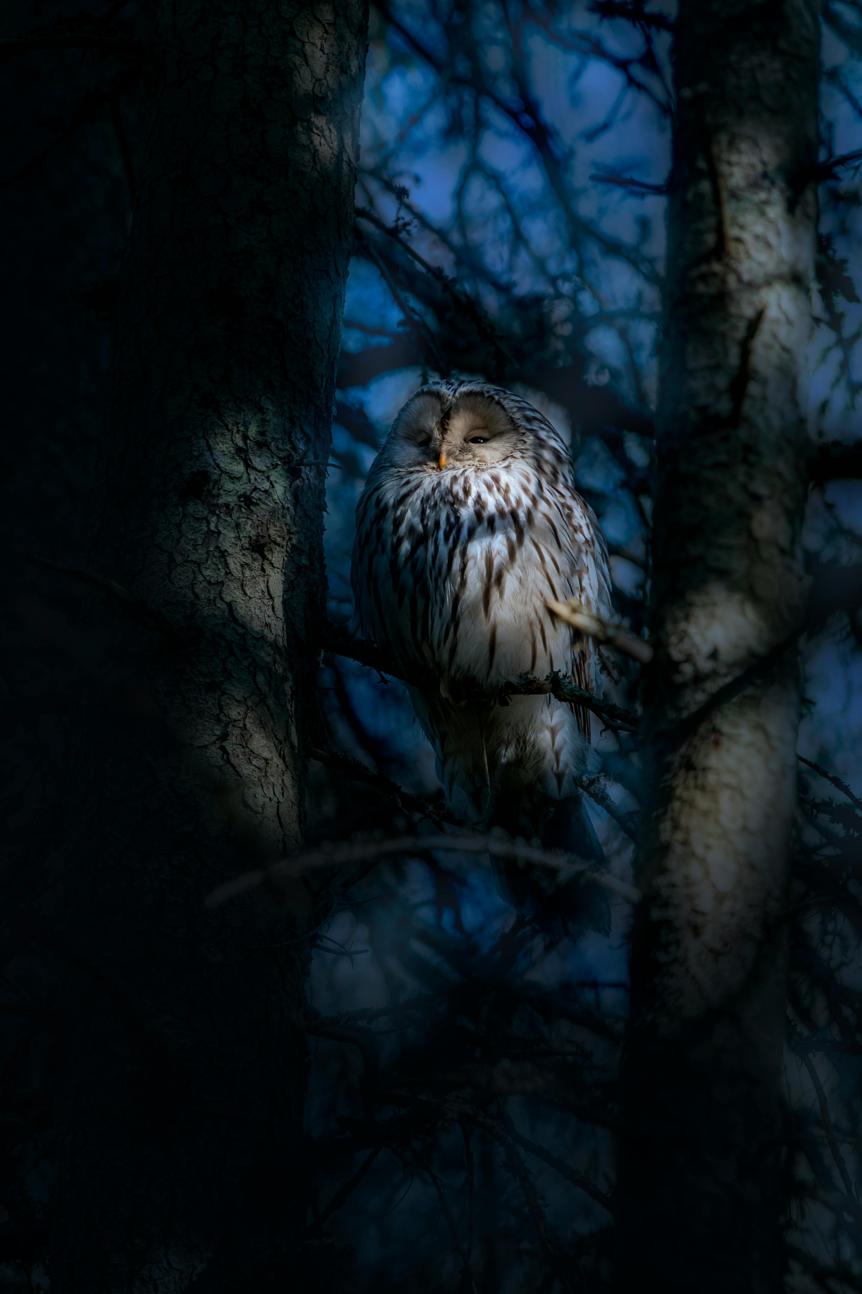 Night Owl Photo, Download The BEST