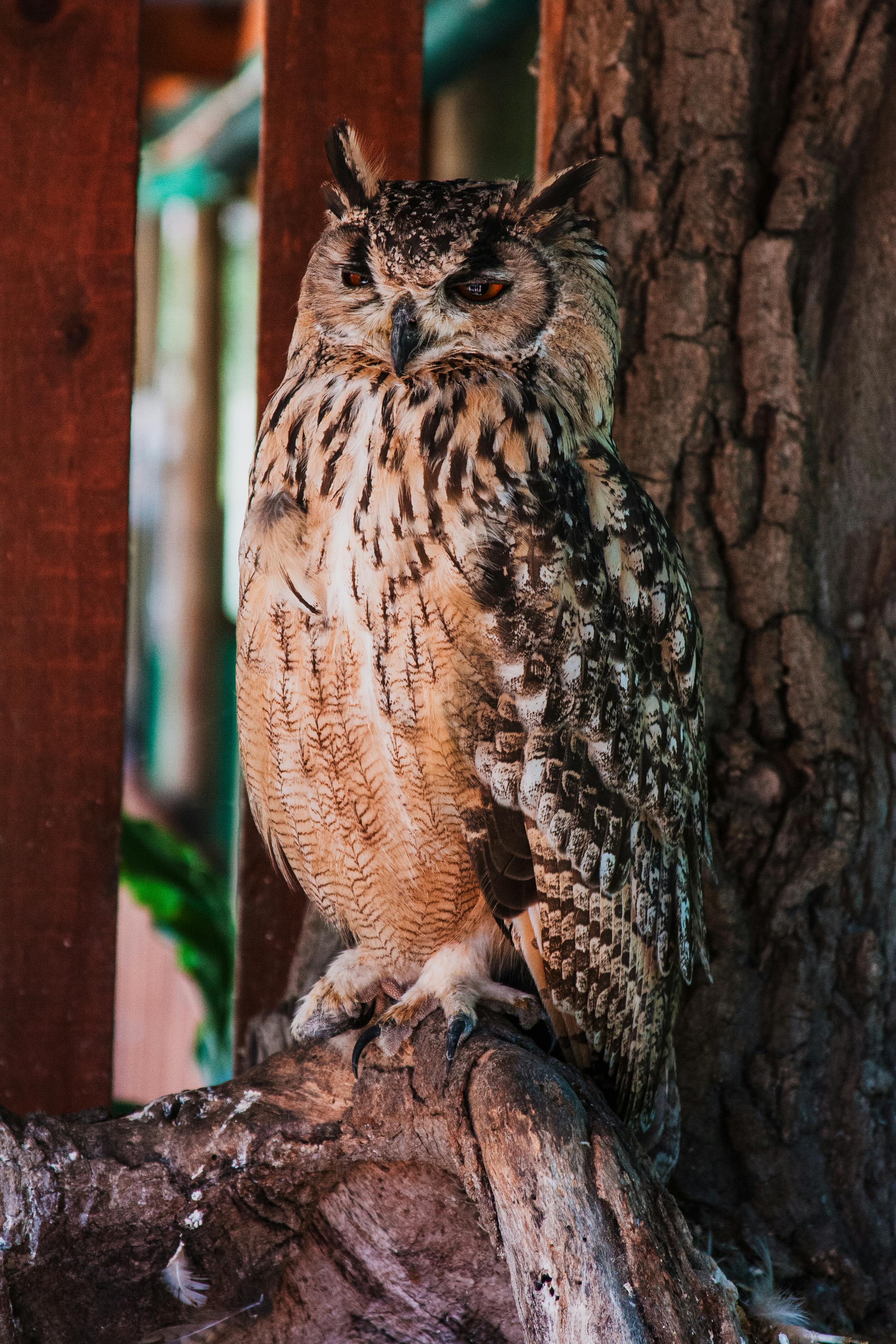 Eagle Owl Photo, Download The BEST