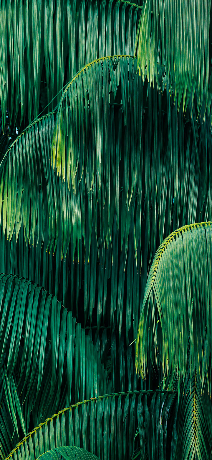 Green Tree With Aesthetic Long Leaves 4K Phone Wallpaper