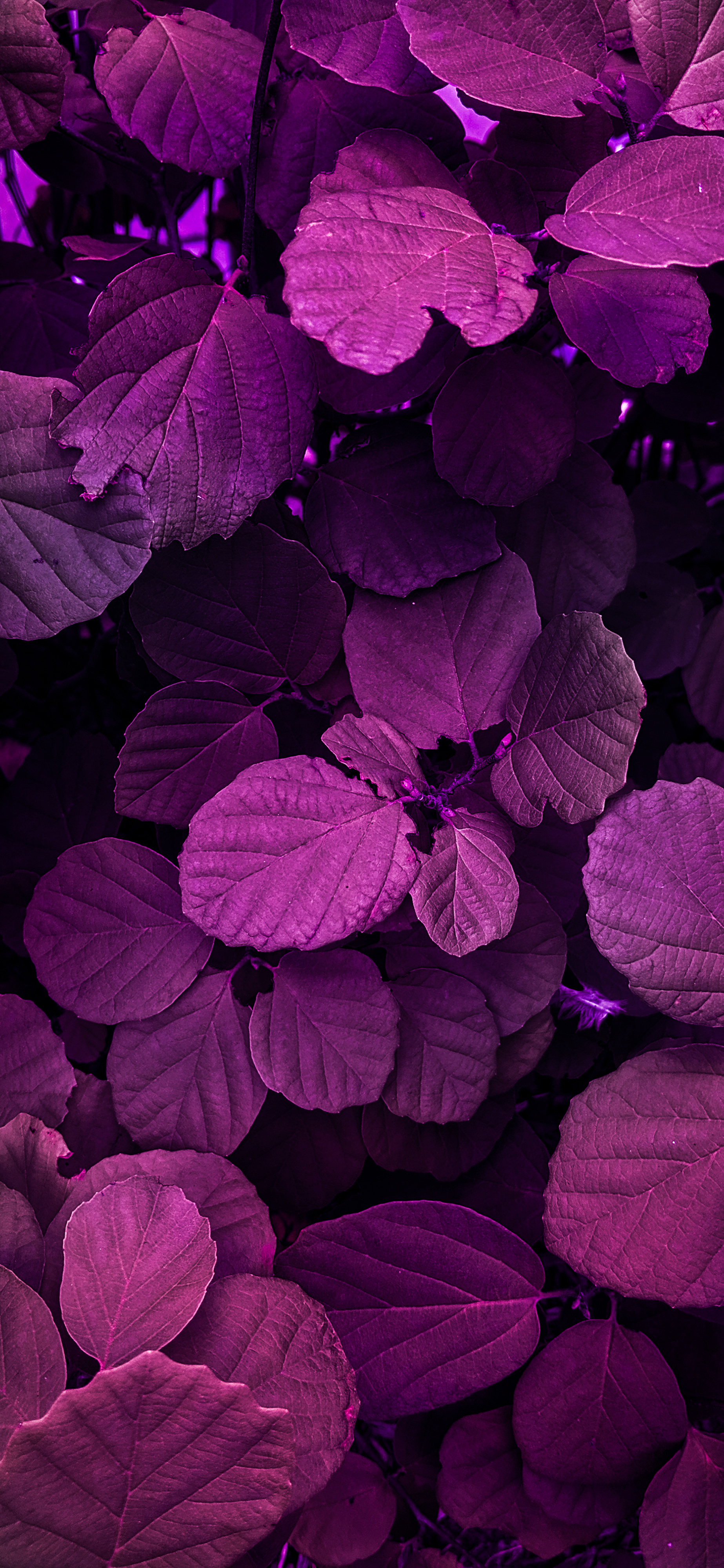 HDR nature photography wallpaper