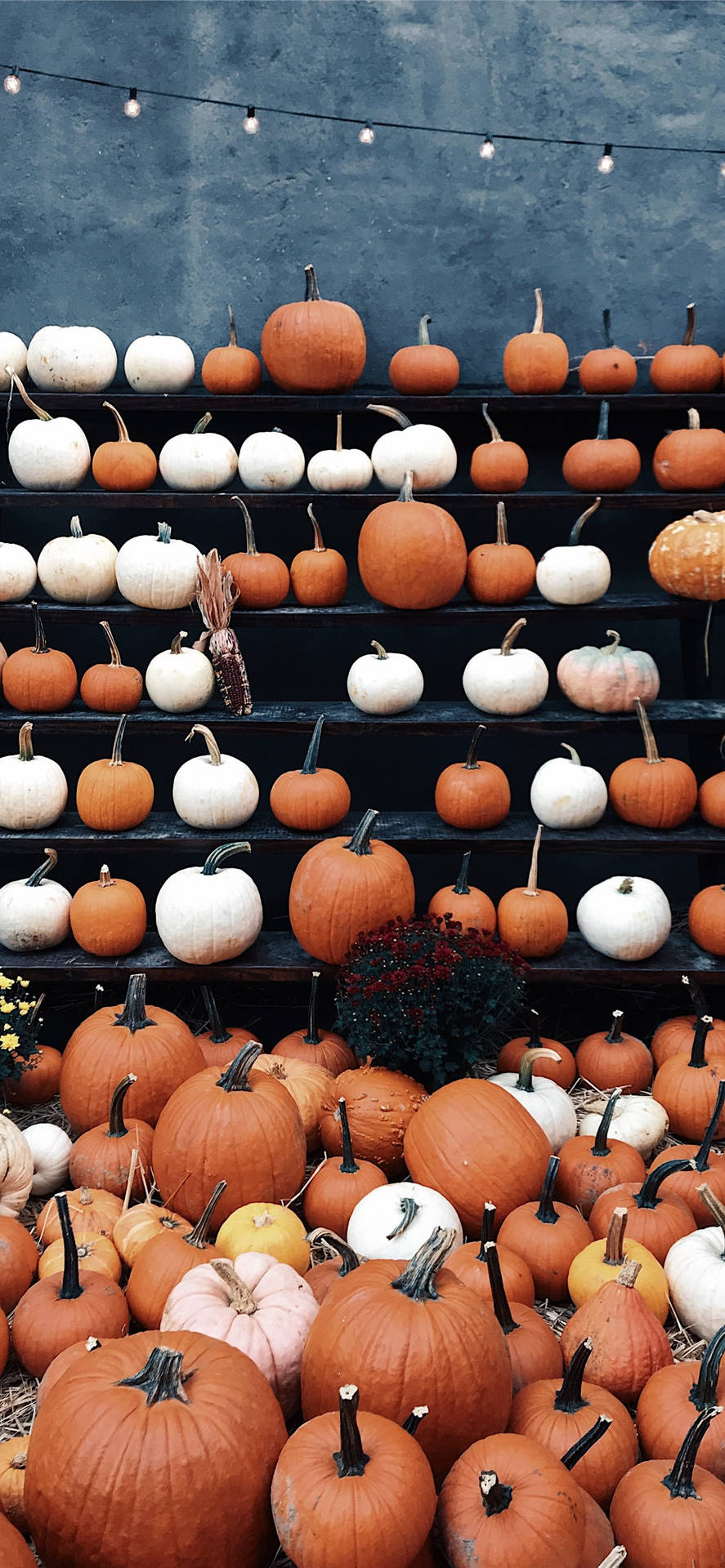 Download Autumn iPhone Pumpkin Patch