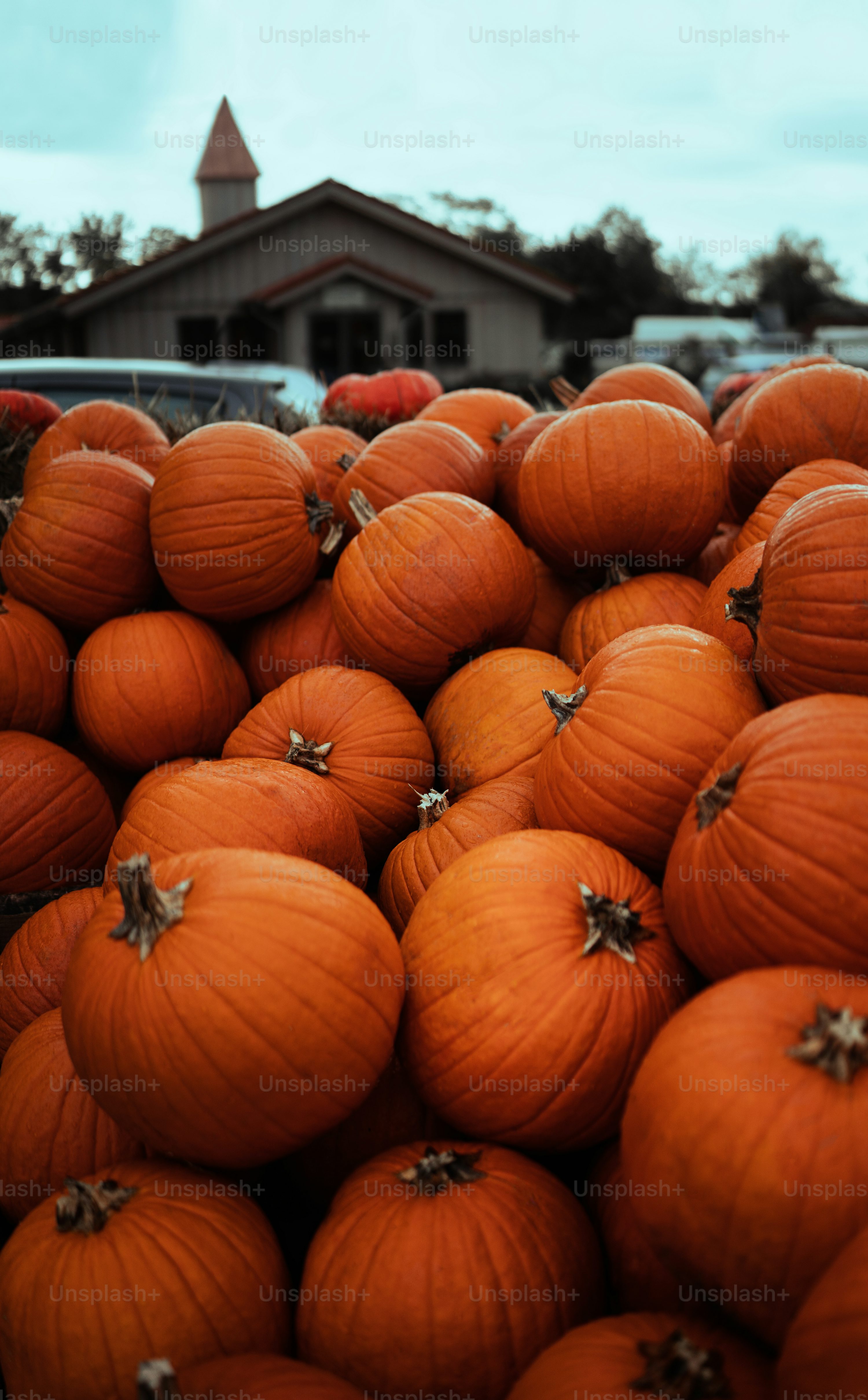 Pumpkin Patch Picture. Download Free