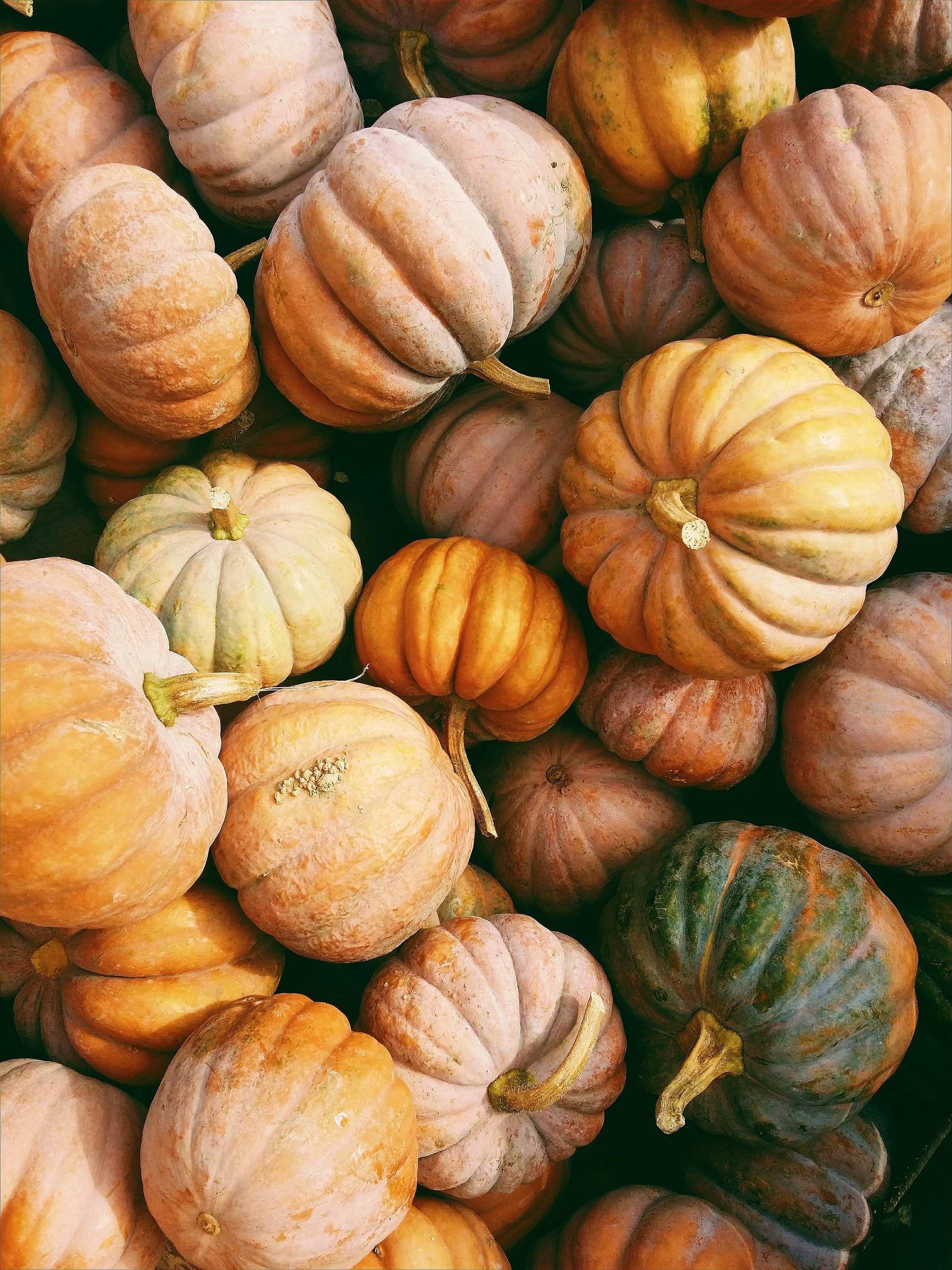 It's Pumpkin Time!