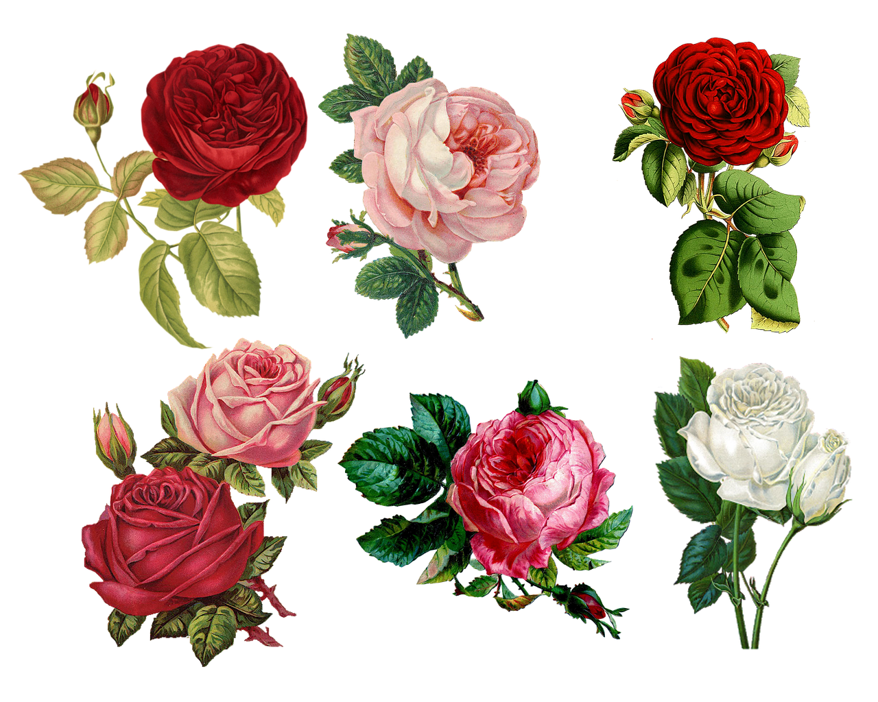 Roses Collage Vintage