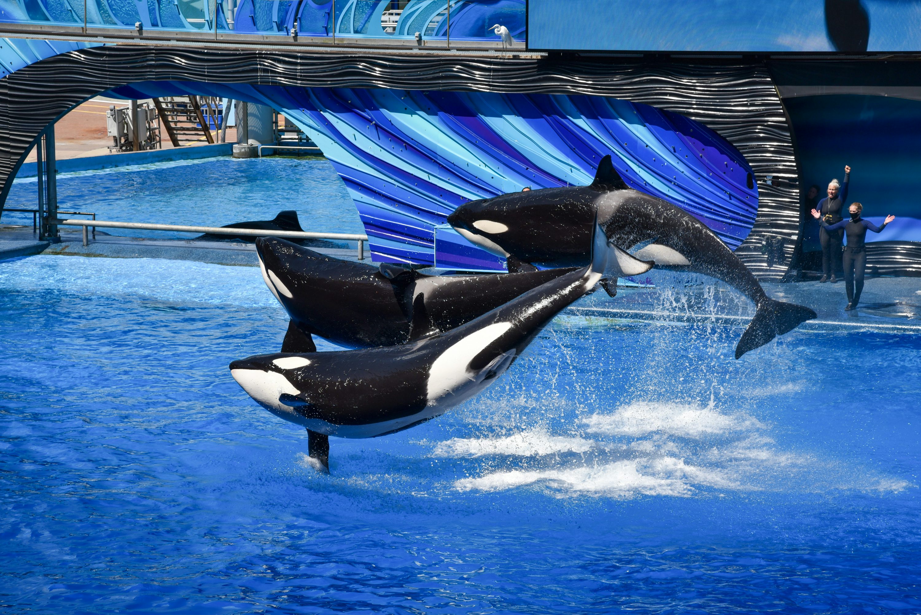 Orca Picture. Download Free